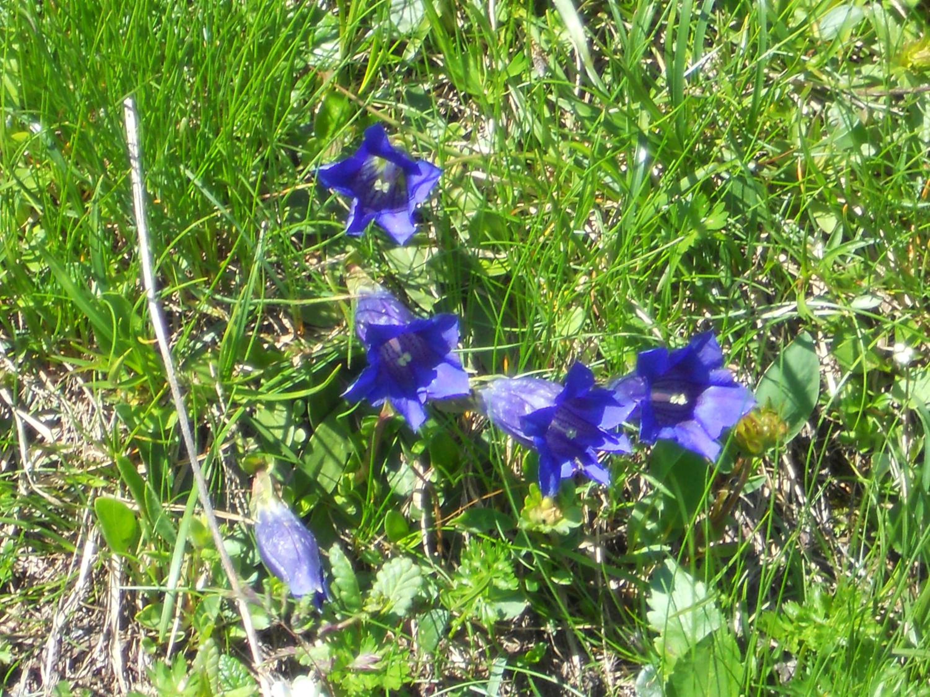Photo 41