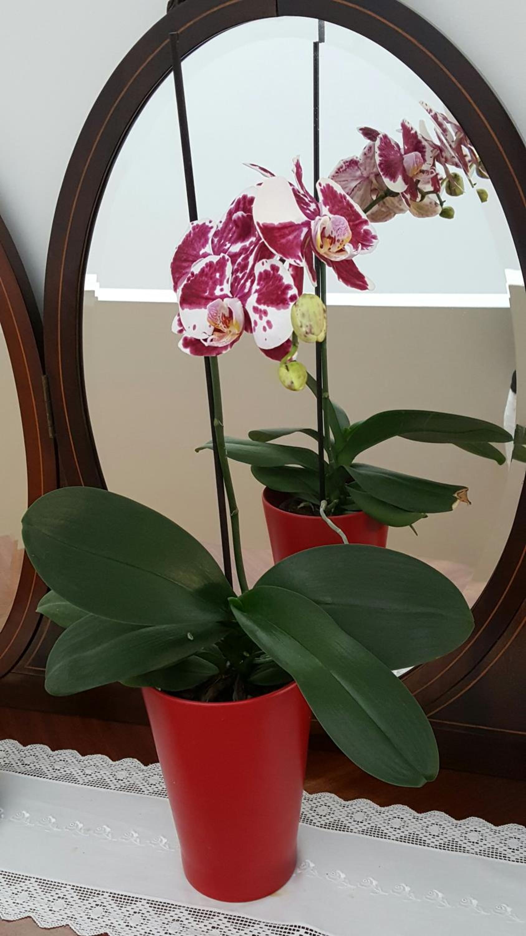 Apartamentos Villa Bolhao