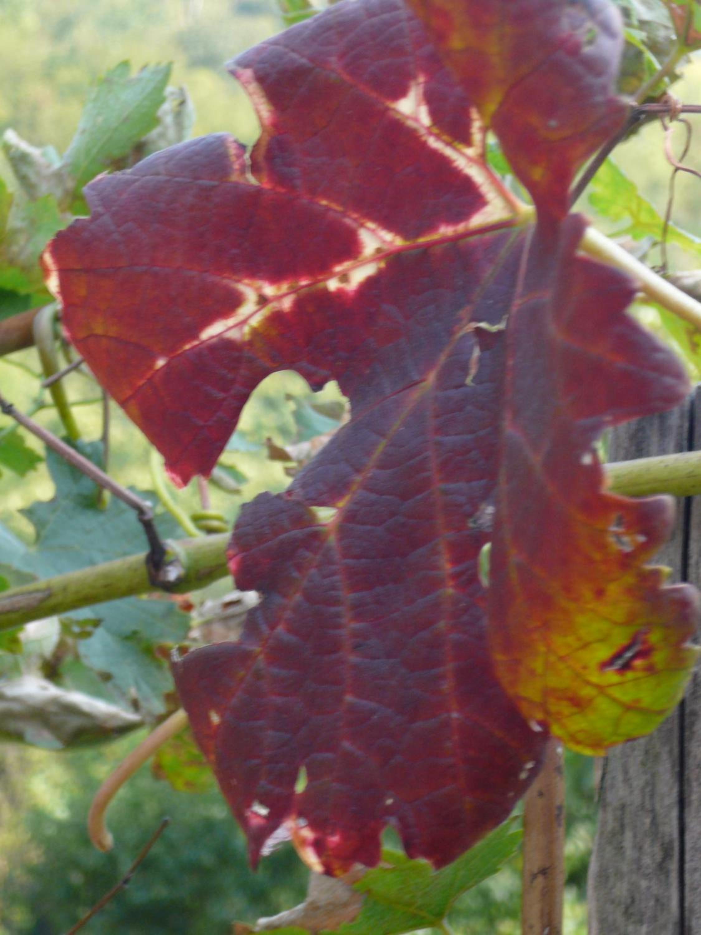 Photo 42