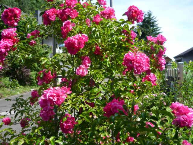 Photo 27