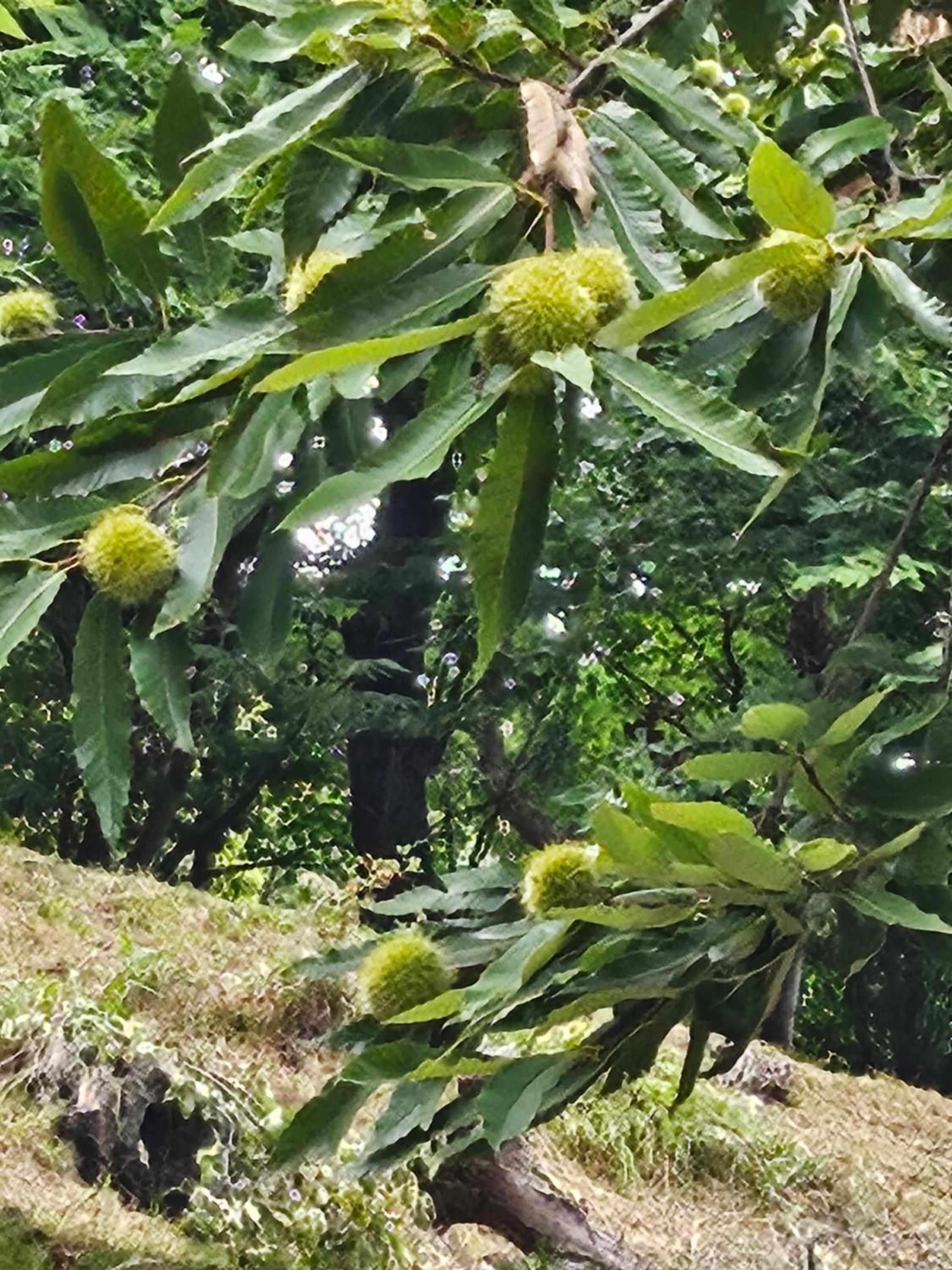 Da Caterina alla piccola cascata