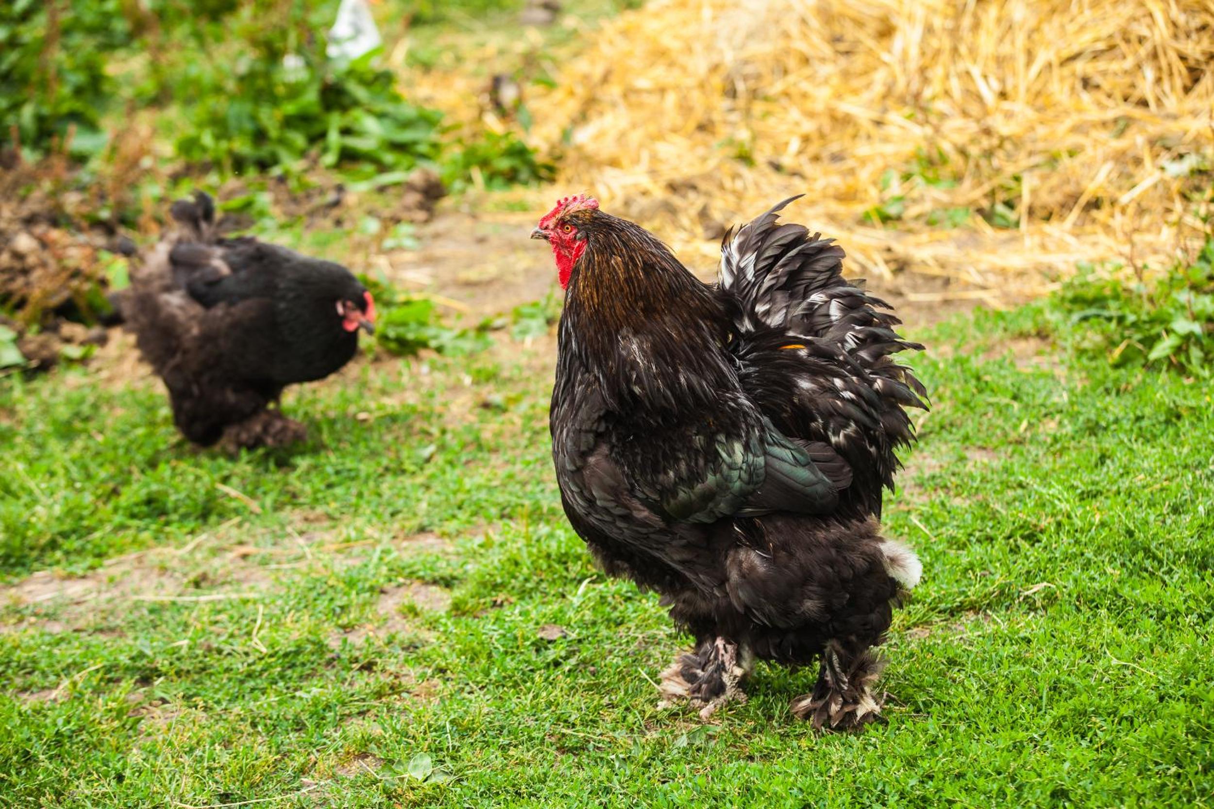 Photo 48