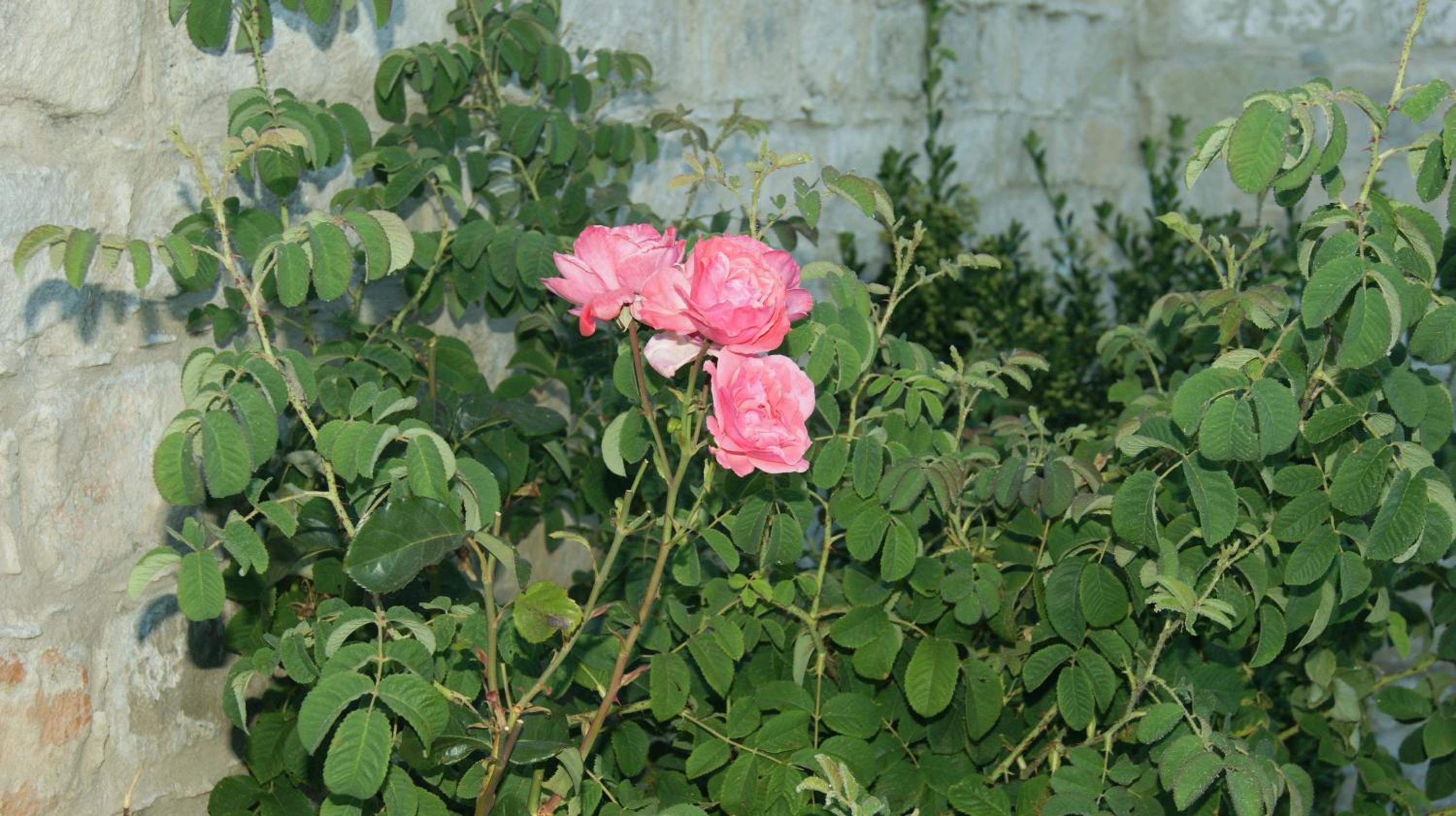 Photo 48