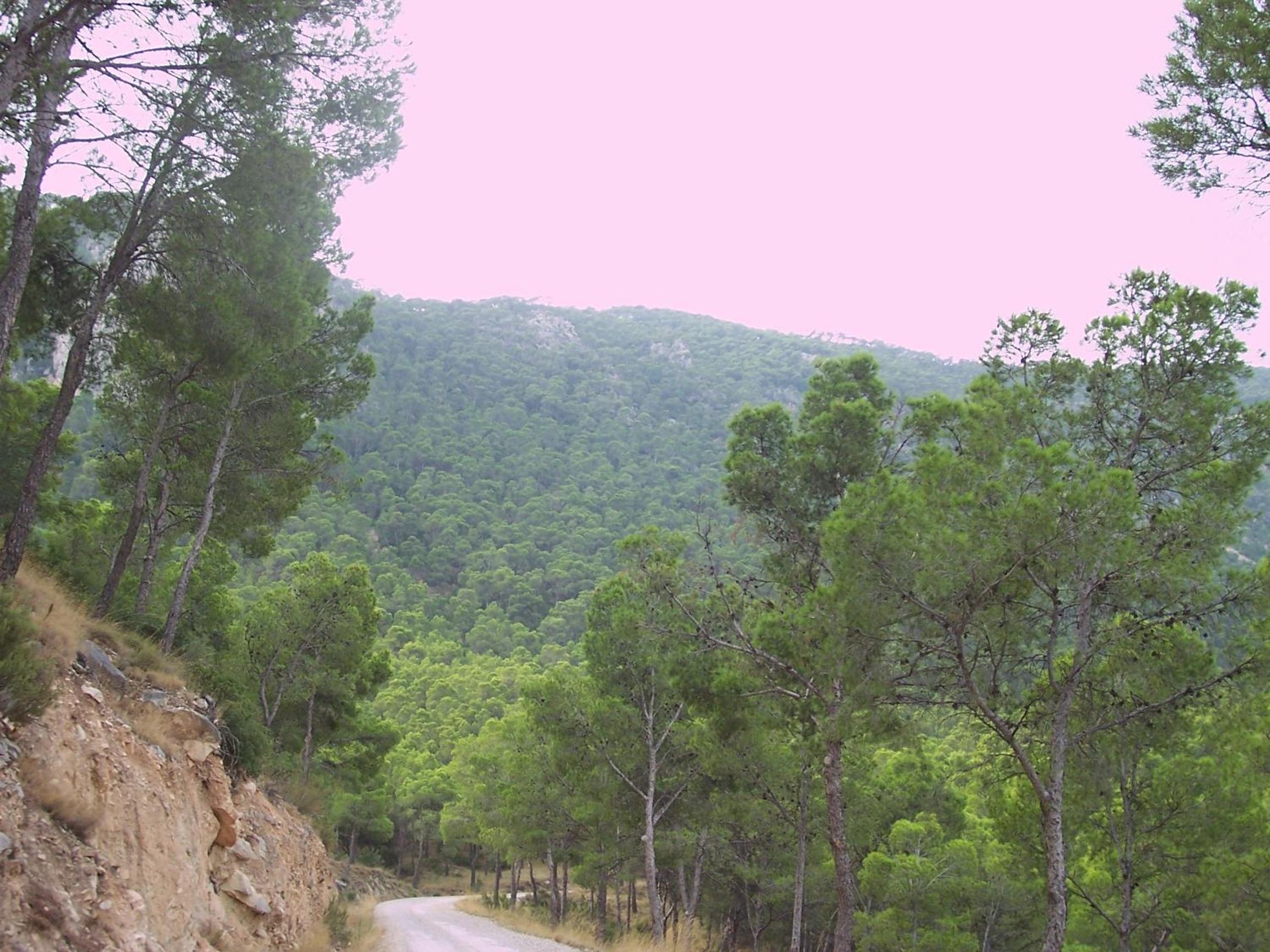 Aljibe de Monastrell view 2