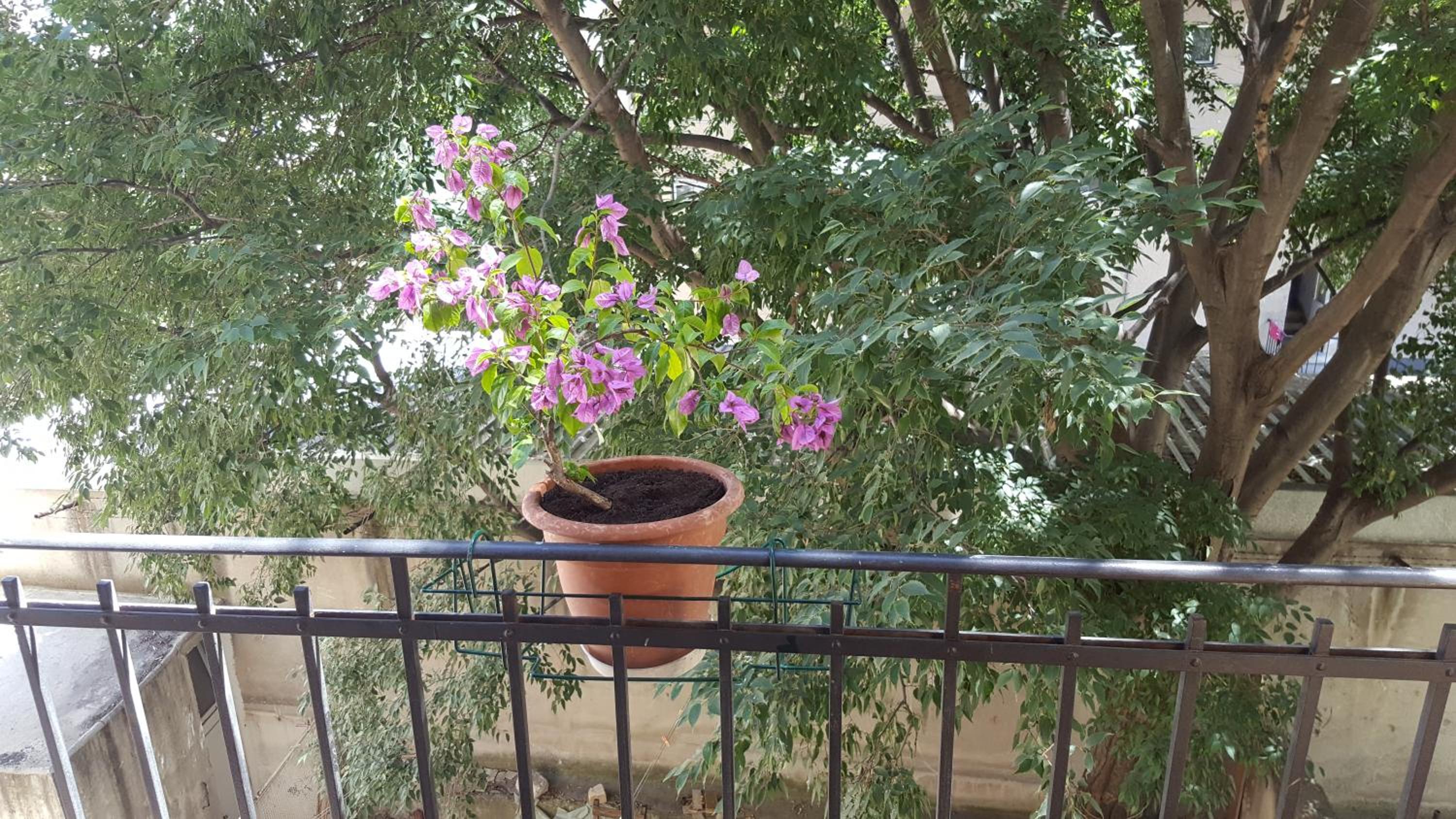 Apartment Lelli view 2