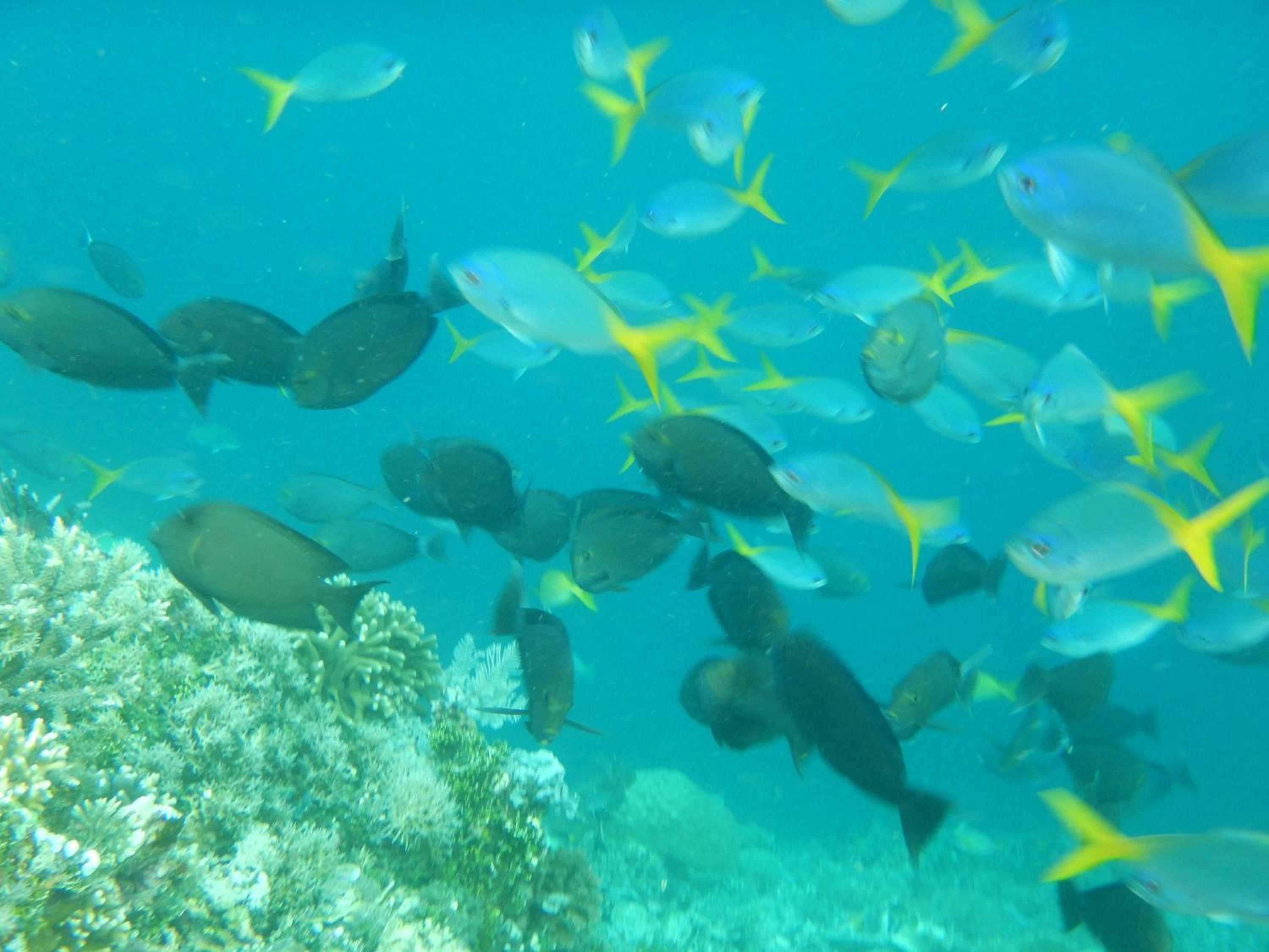 Walking Shark Guest House