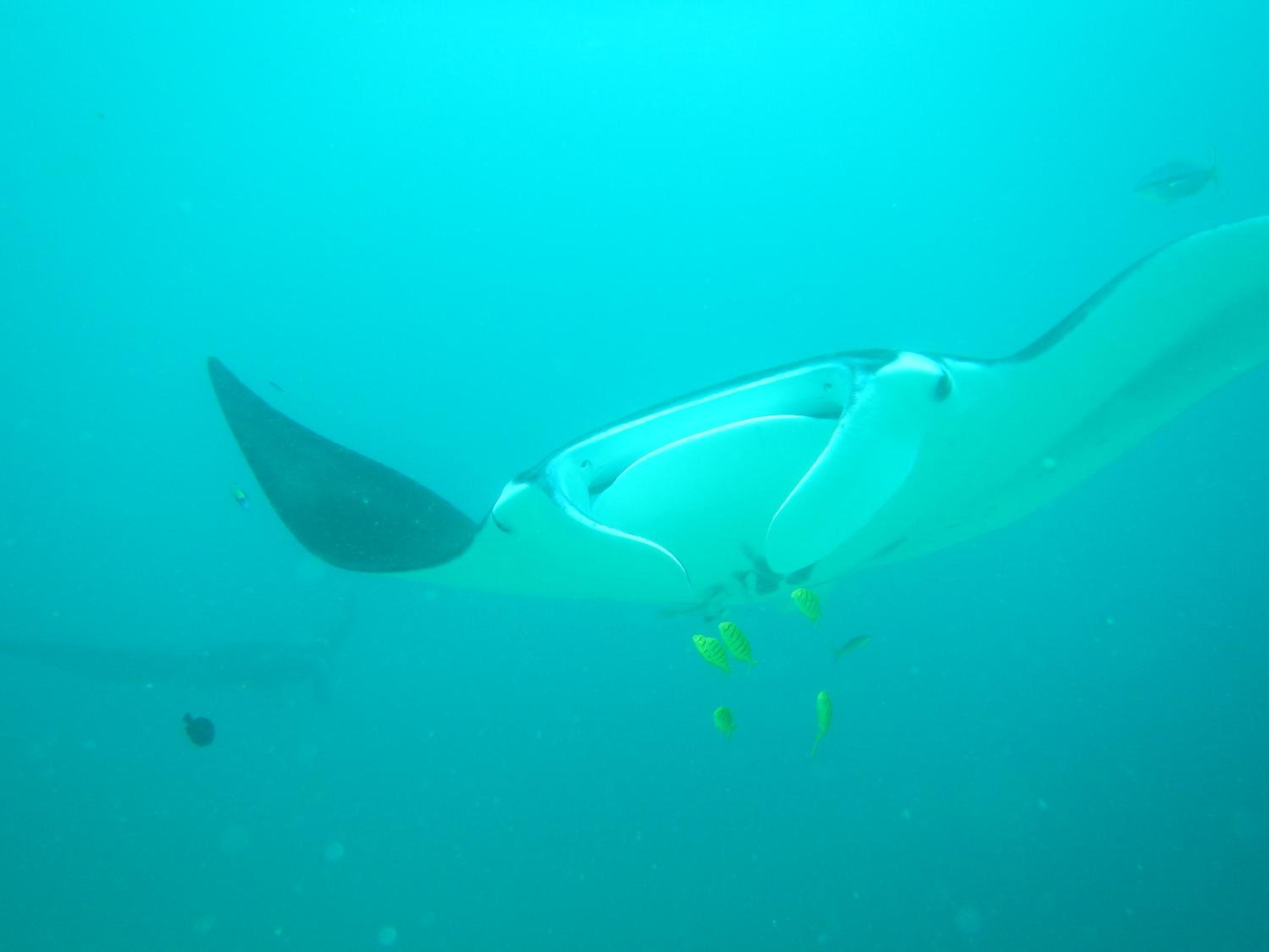 Walking Shark Guest House