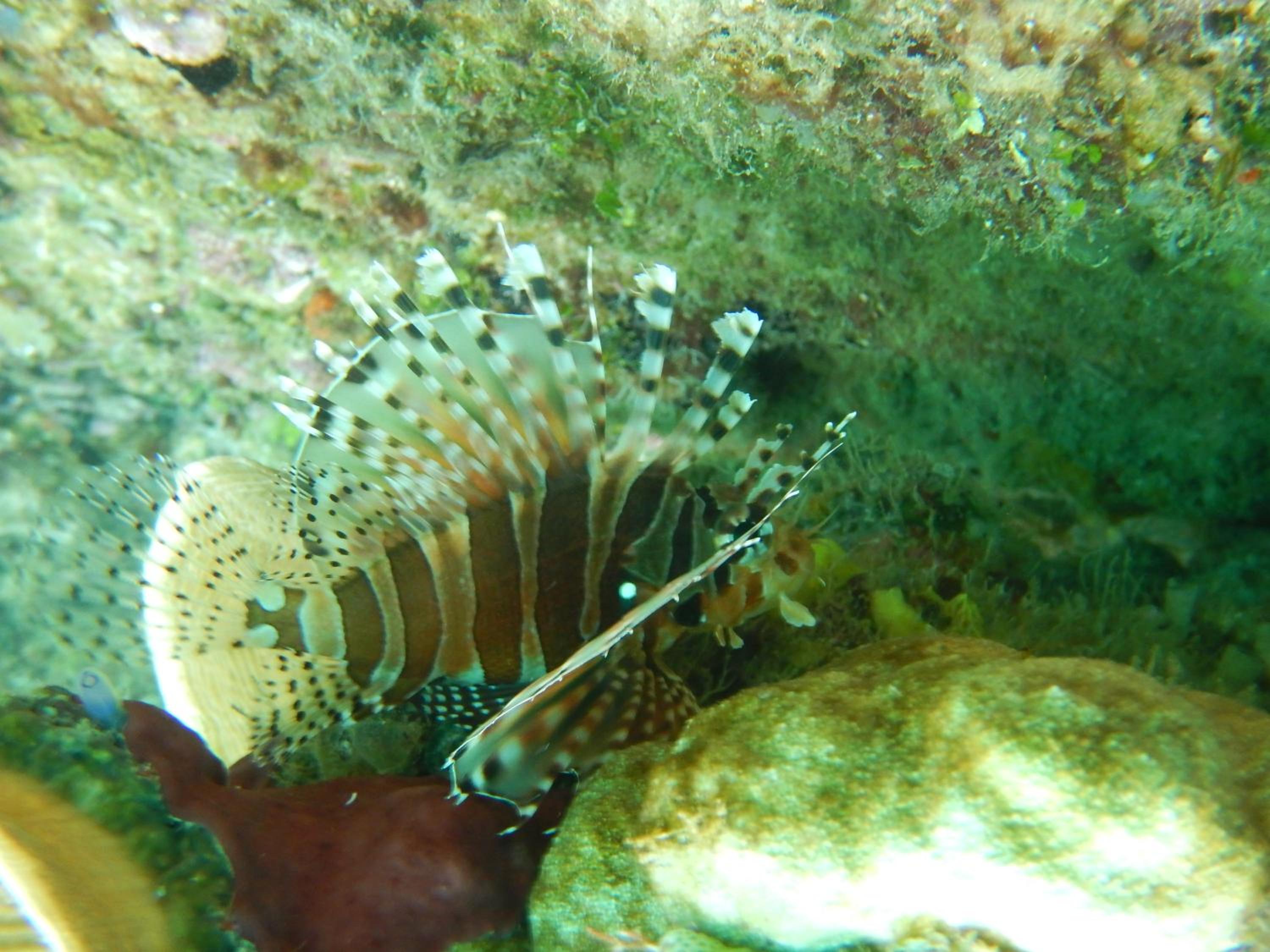 Walking Shark Guest House