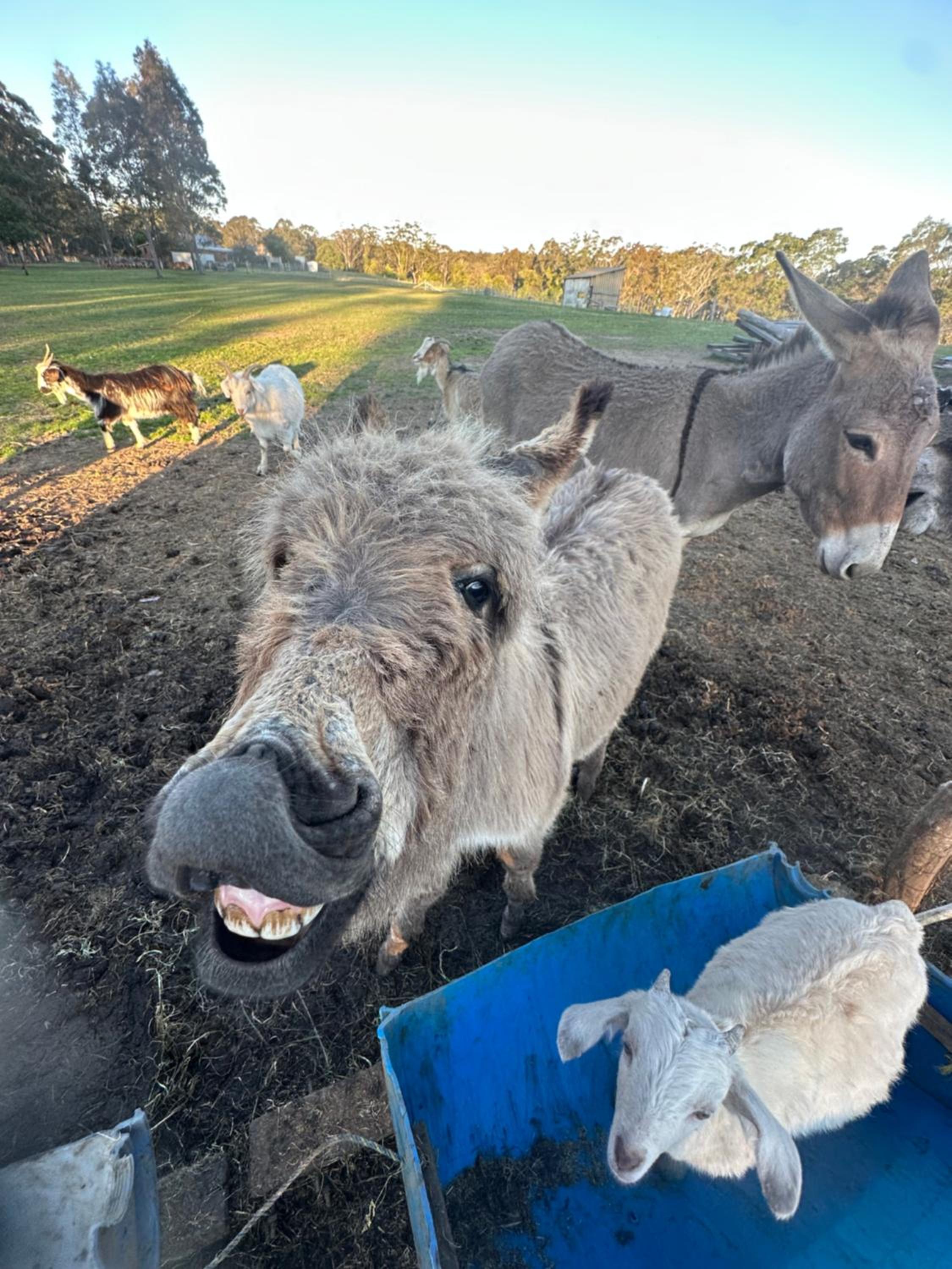 Farm Stay, Mariton Farm