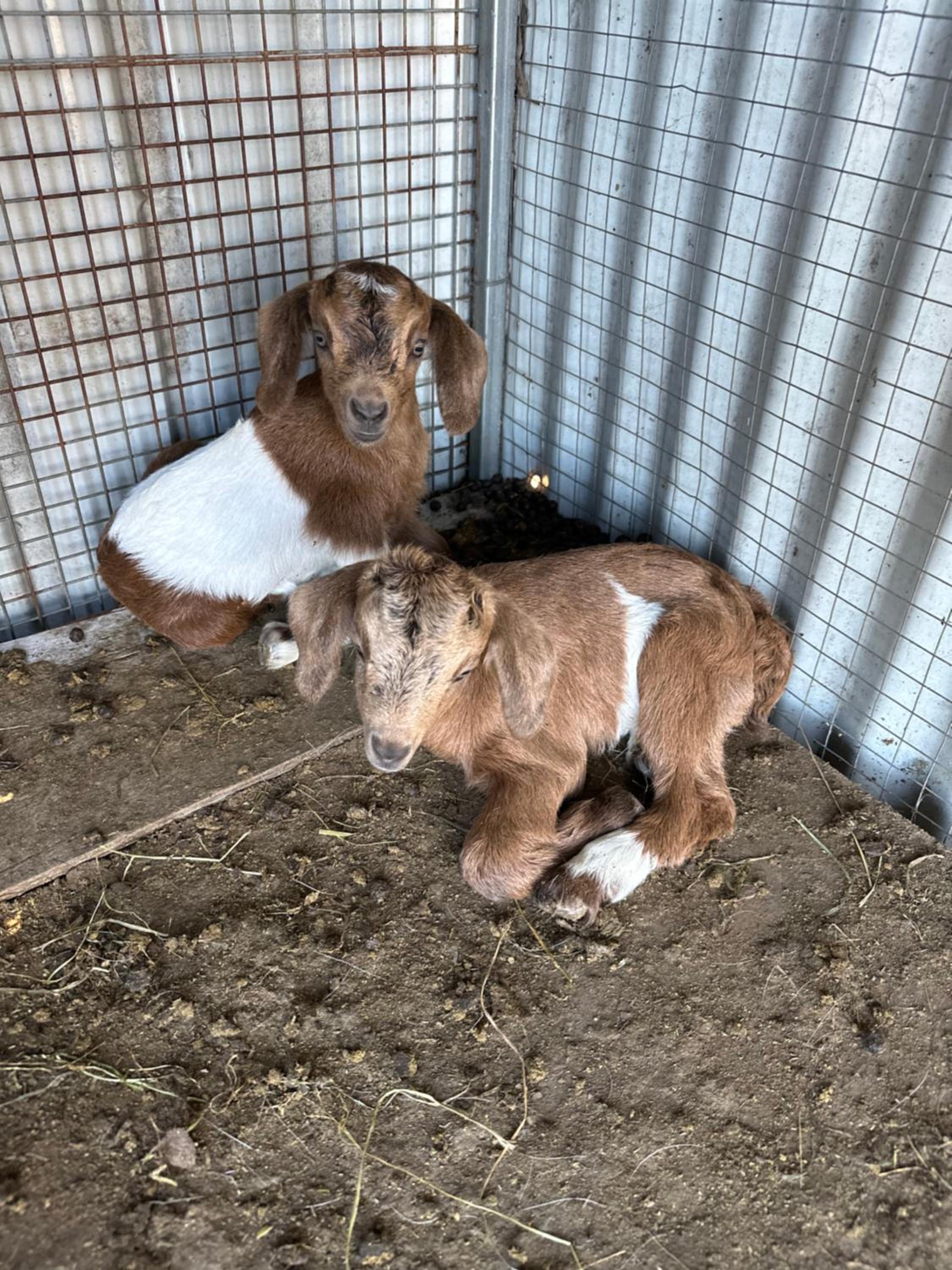 Farm Stay, Mariton Farm