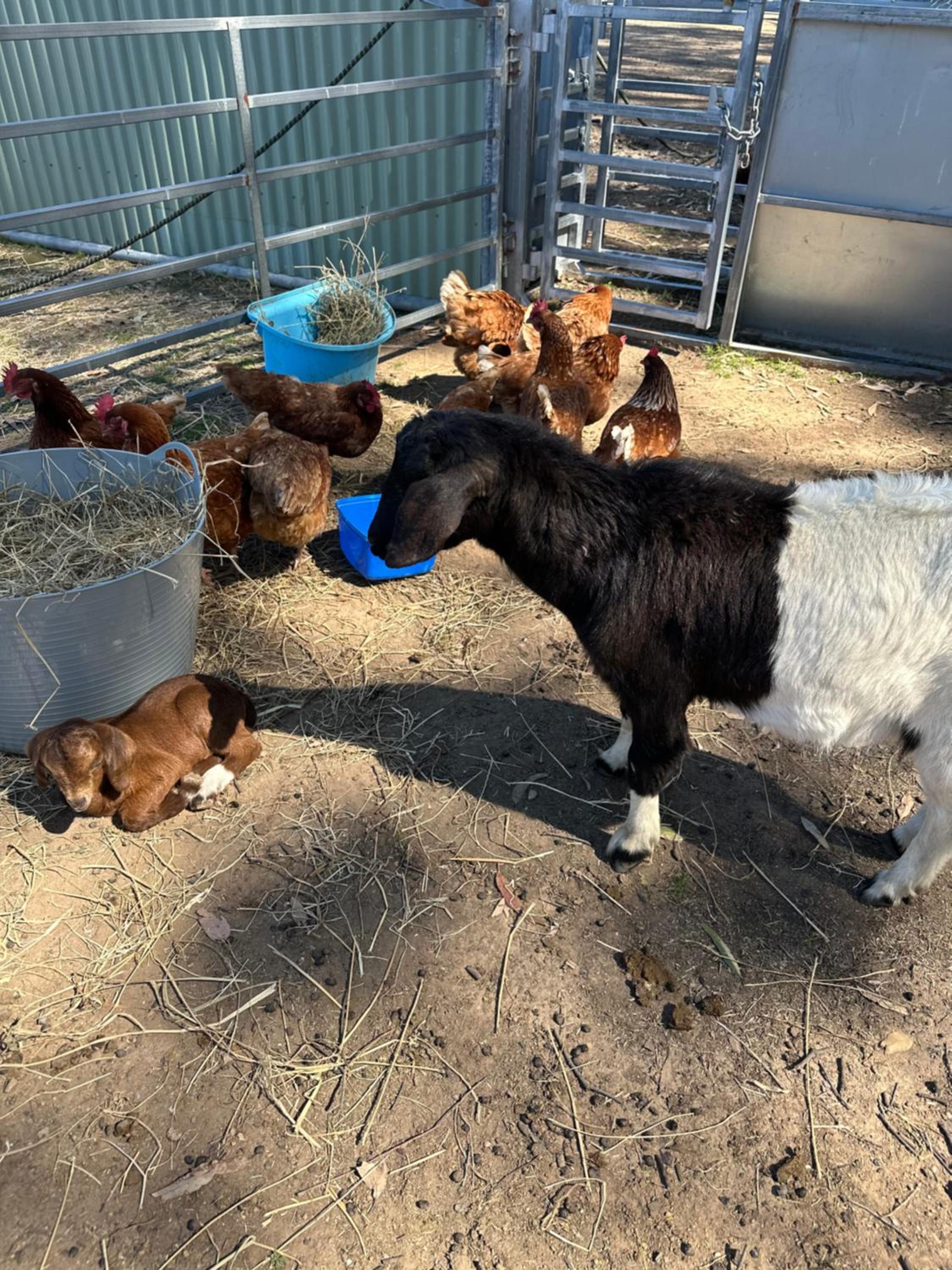 Farm Stay, Mariton Farm