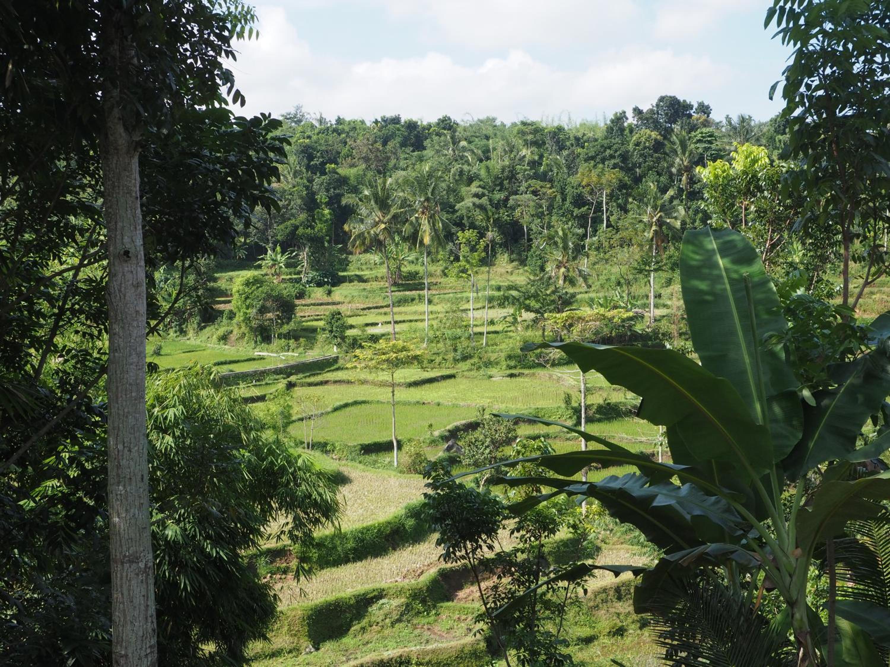 Tetebatu Indah Homestay
