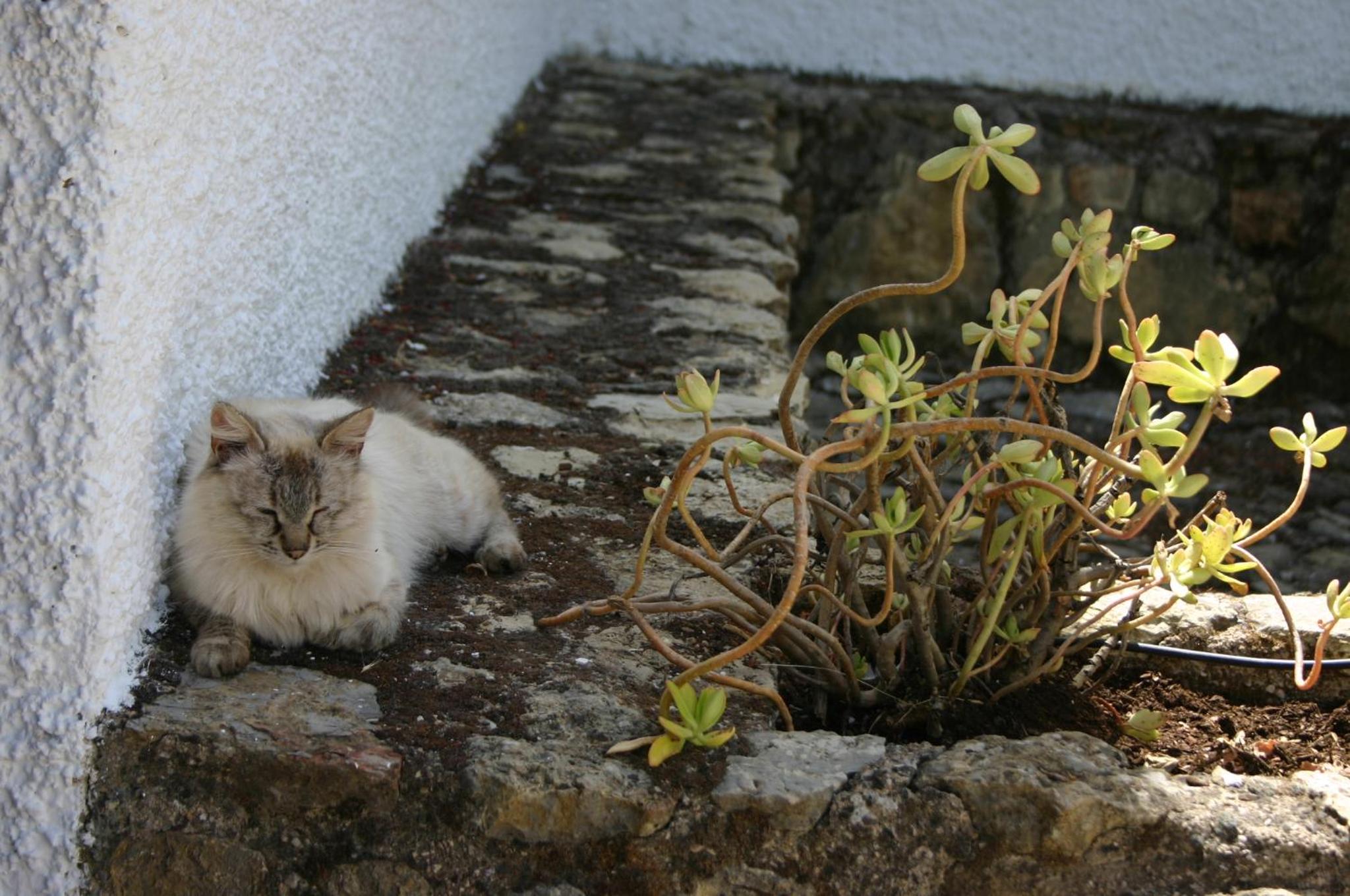 Photo 38