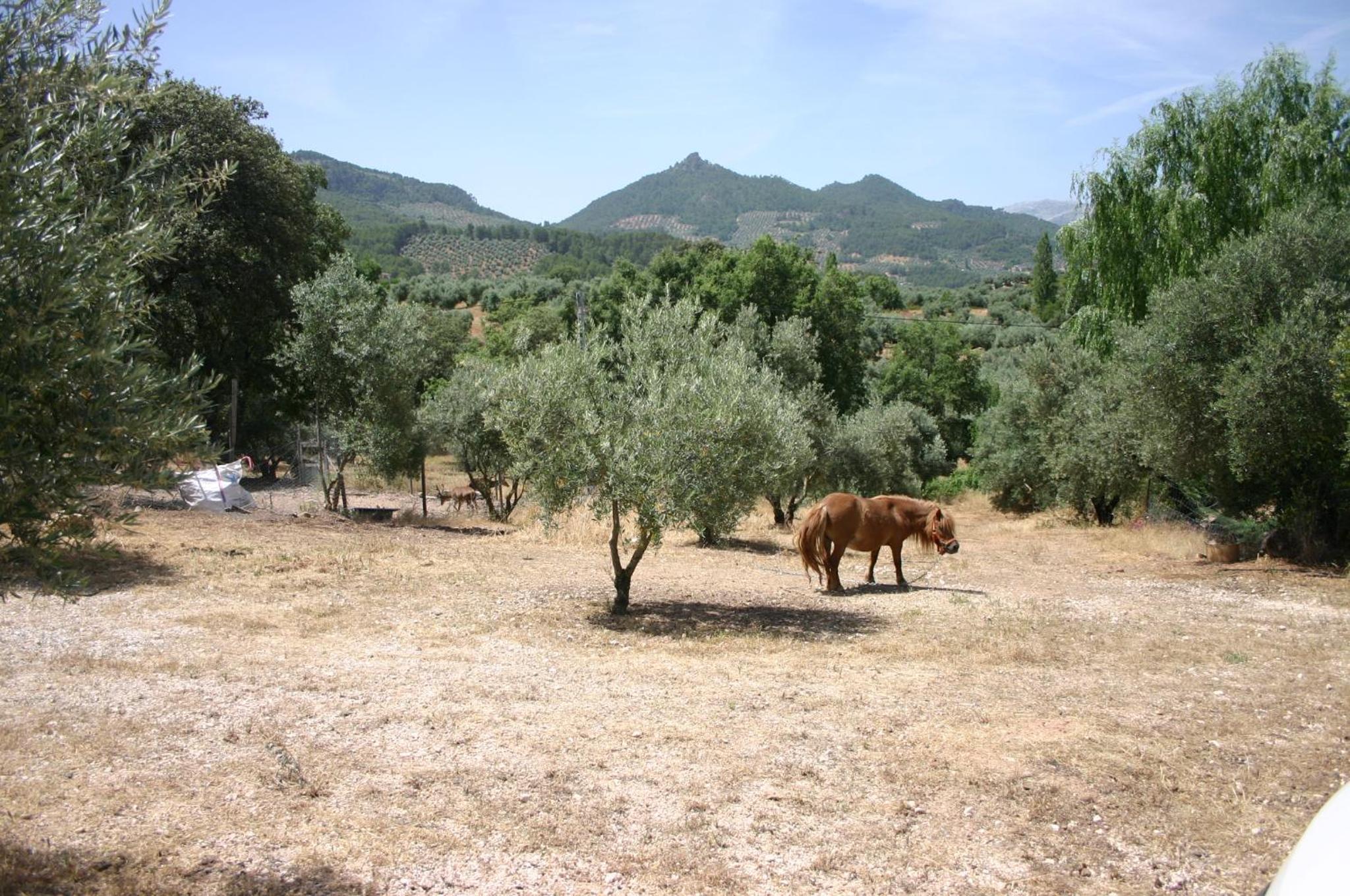 Photo 45