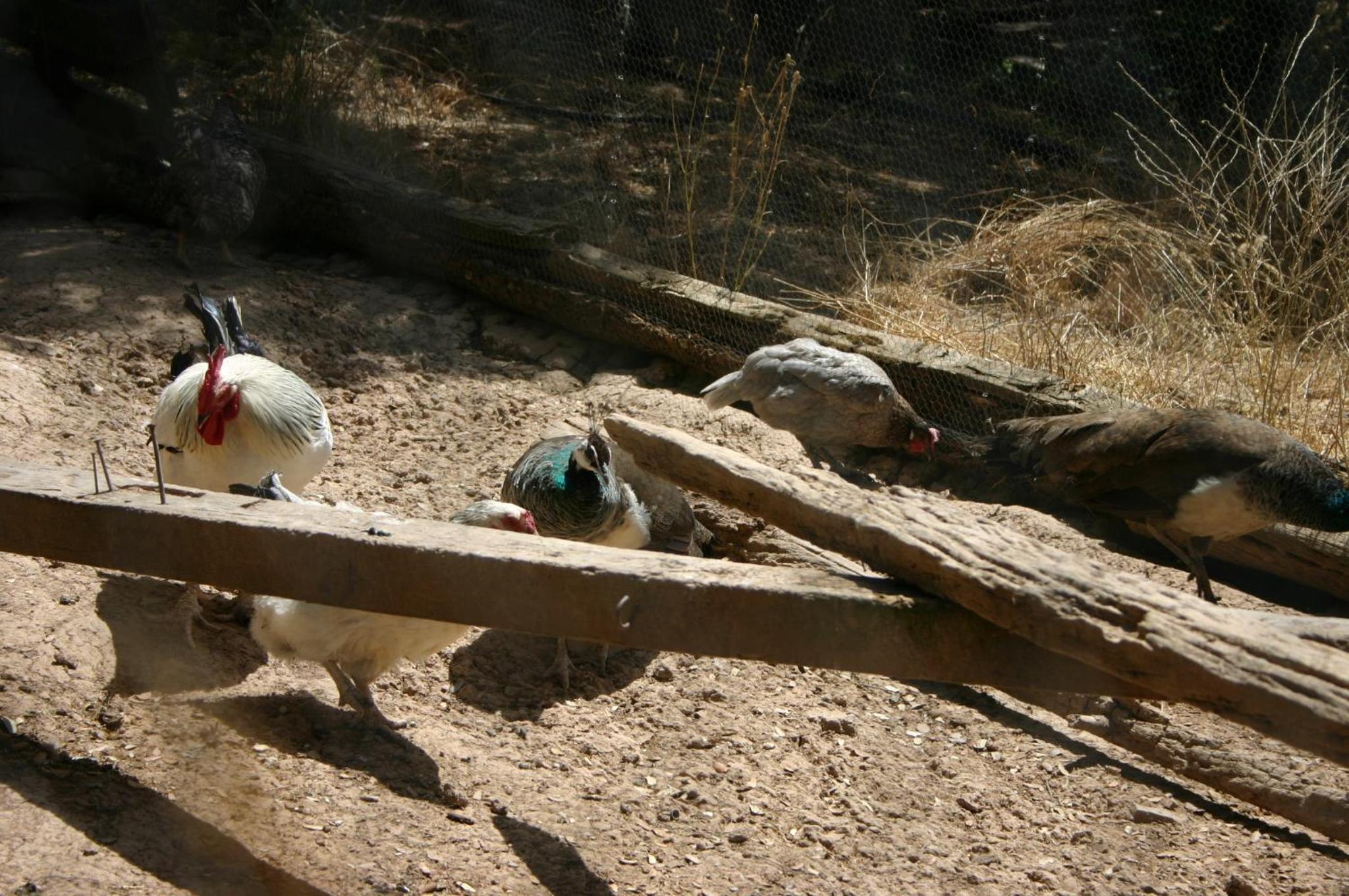 Photo 48