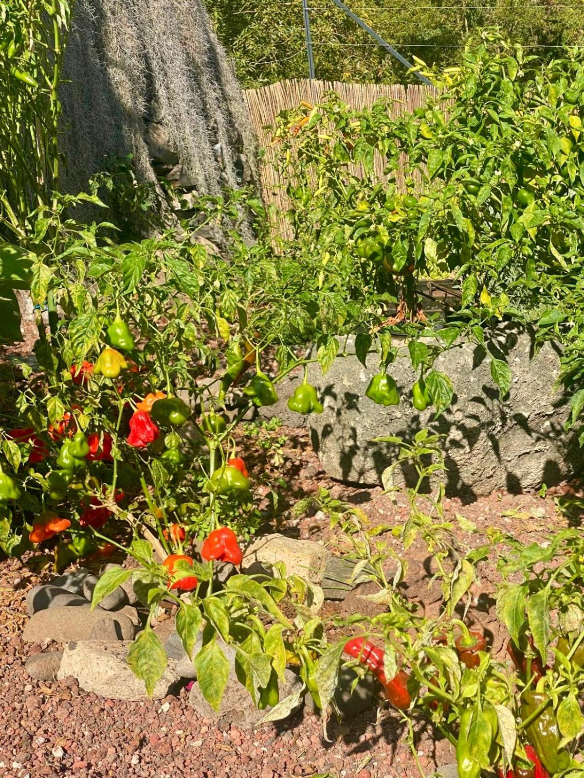Madeira Protea Retreat- Villa with Heated Private Pool, Gym and Office