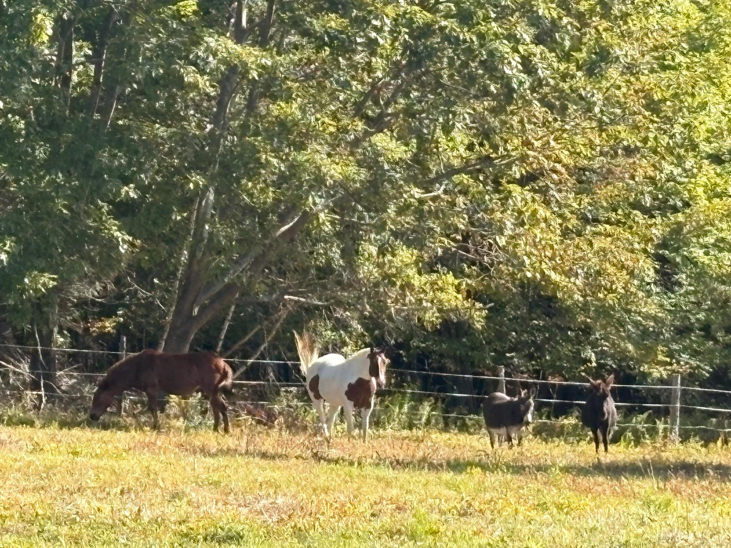 My Valhalla Farm