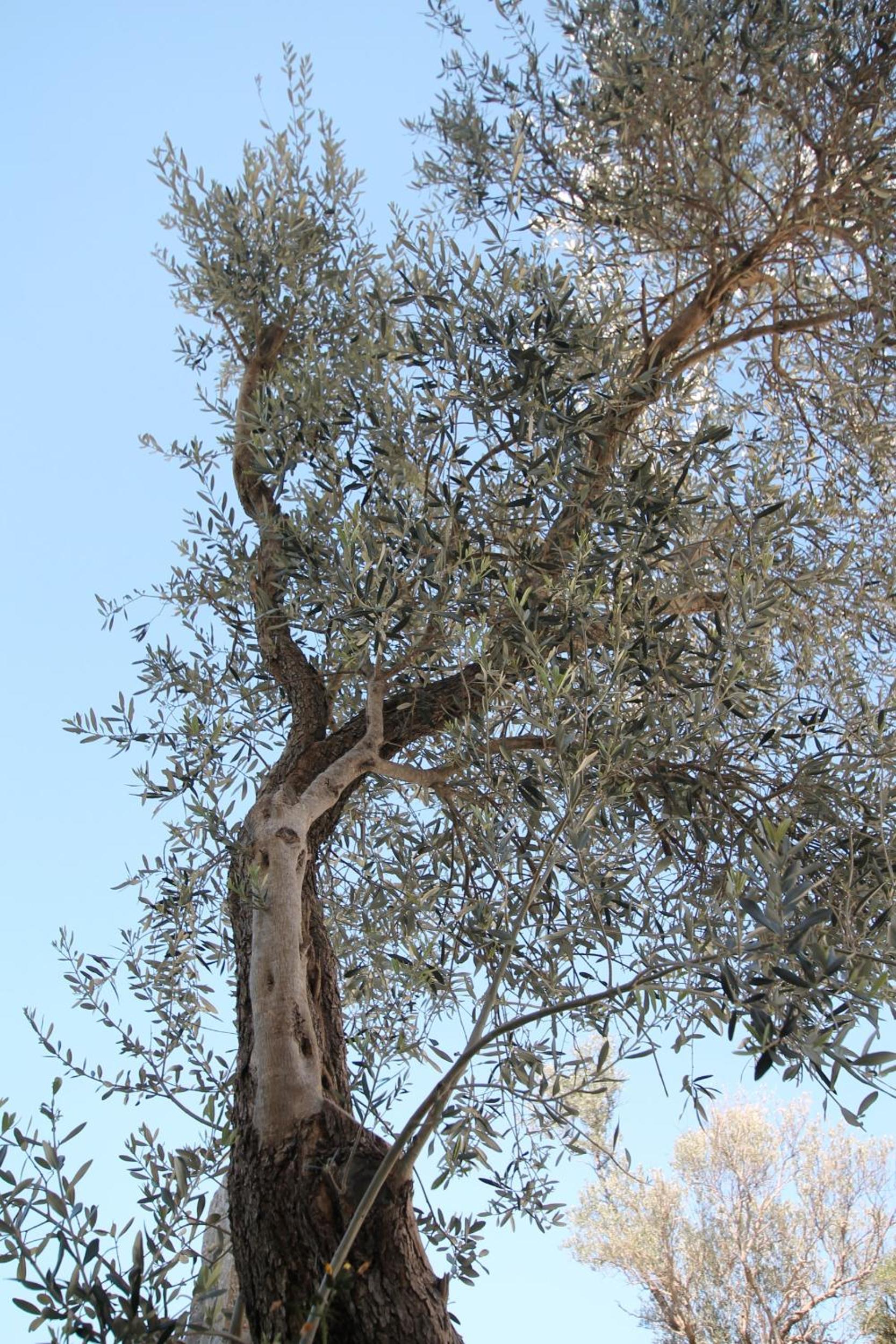 Photo 34