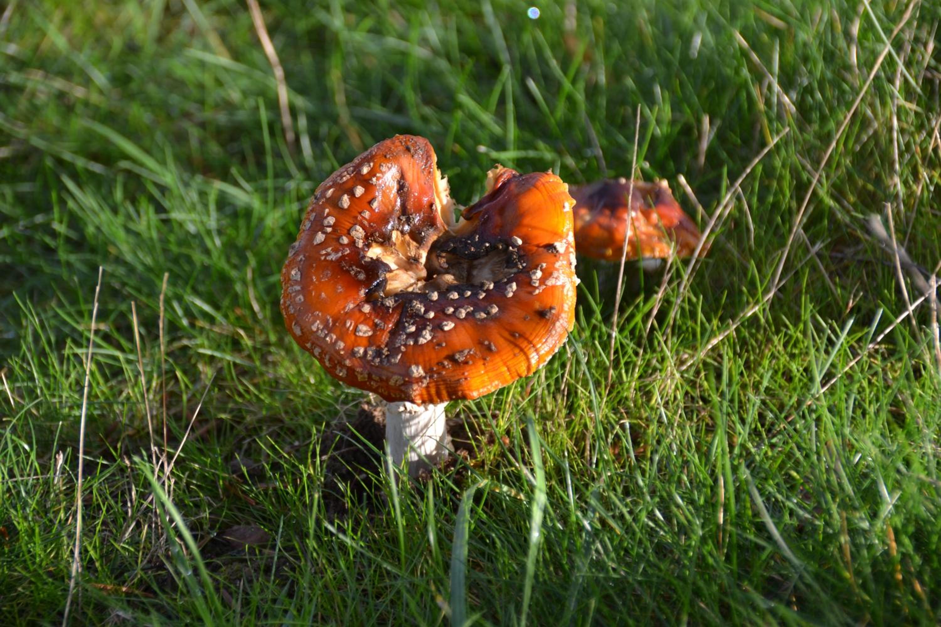 Gite de charme, Sologne, séjour en famille, jeux, balade nature en forêt & détente, centre Aubigny