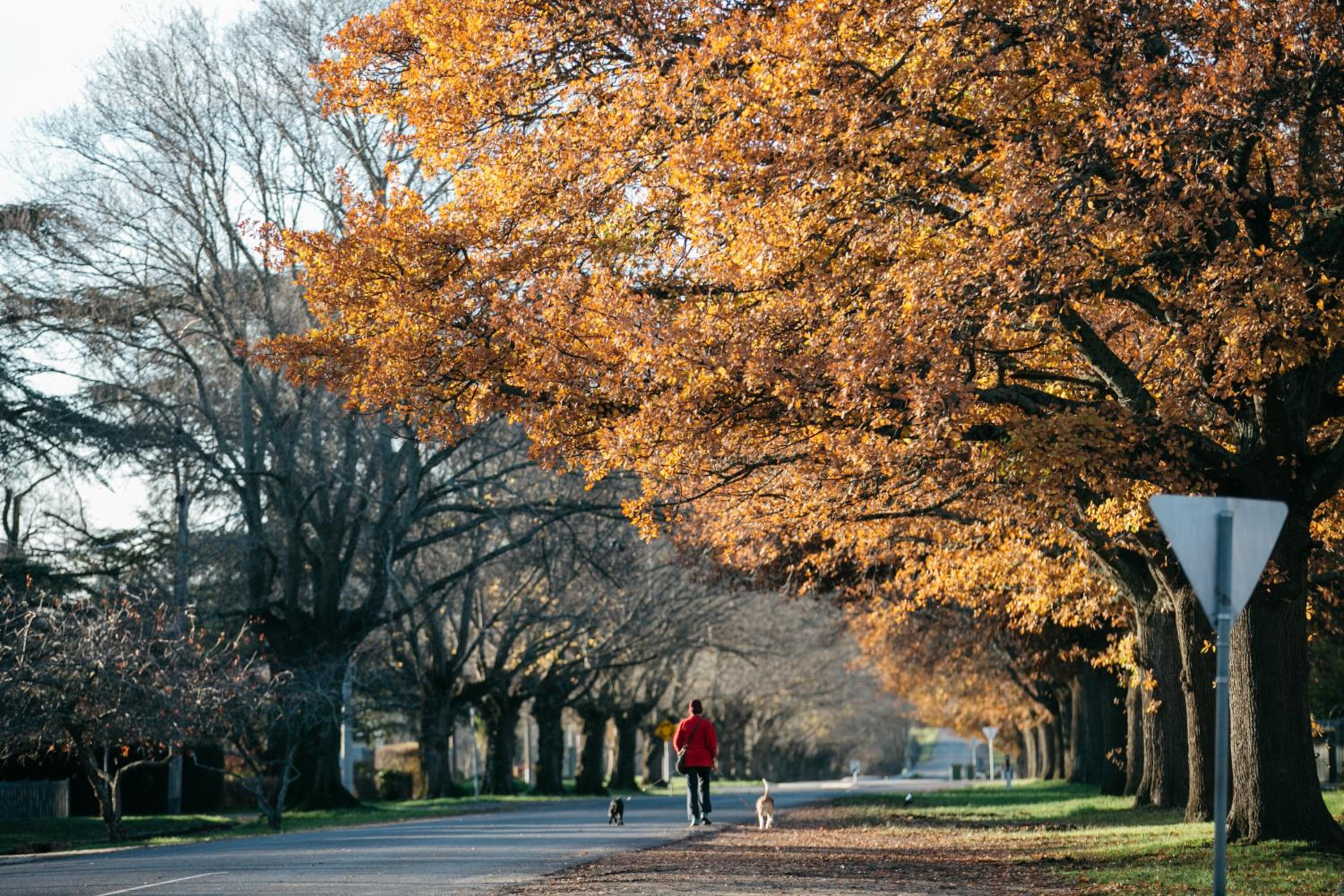Goldies on Piper Kyneton