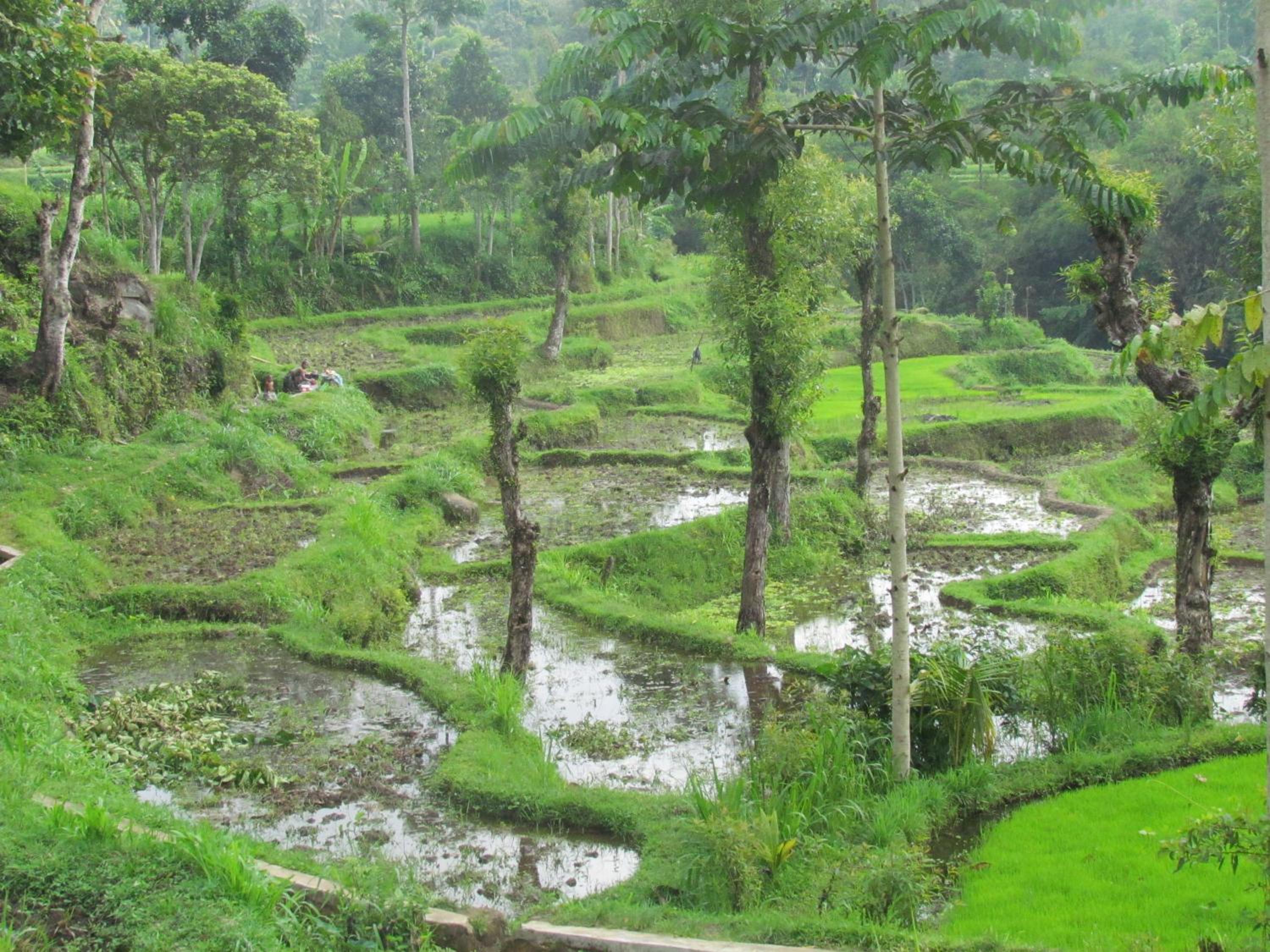 Tetebatu Indah Homestay