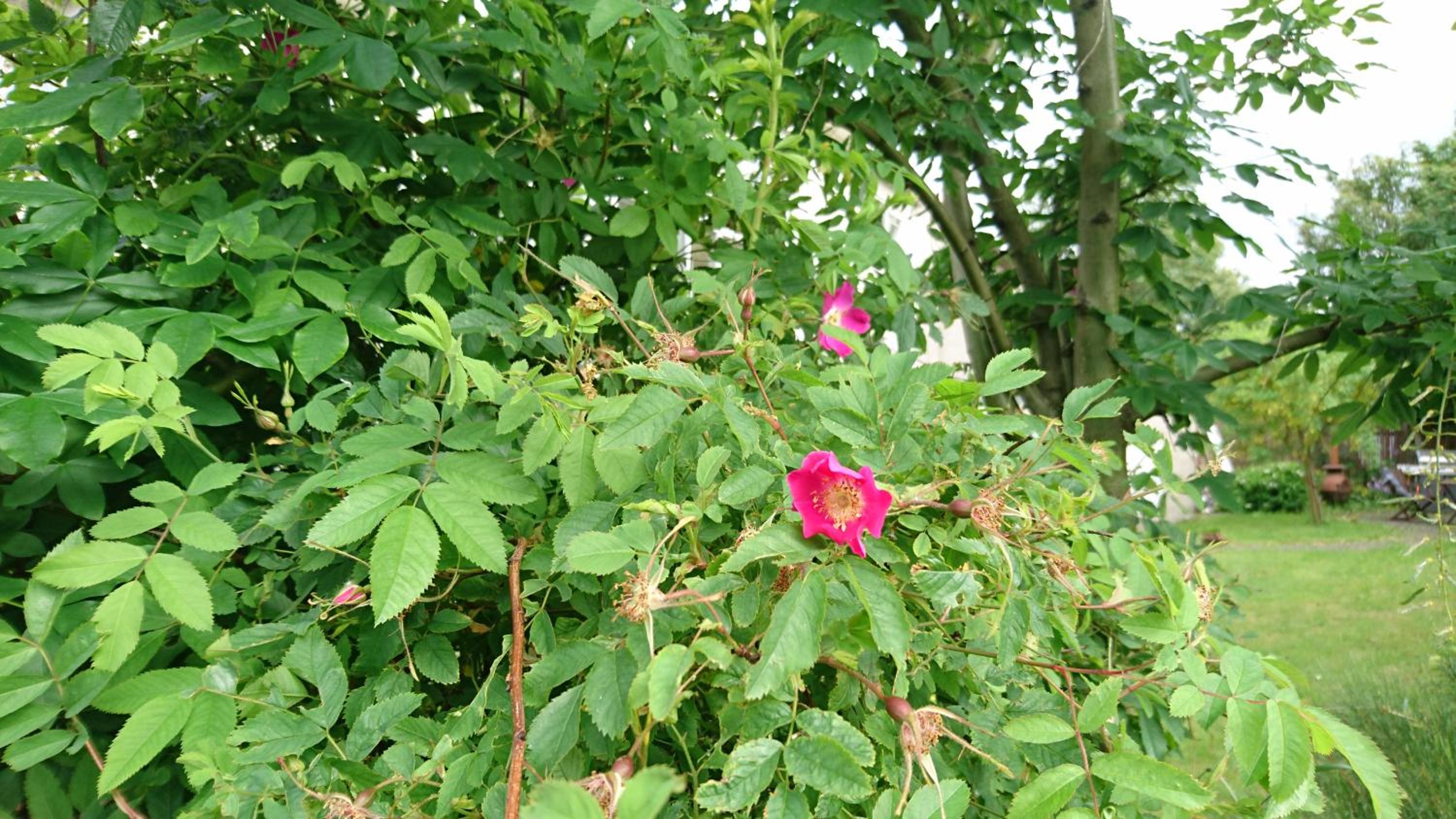Photo 42