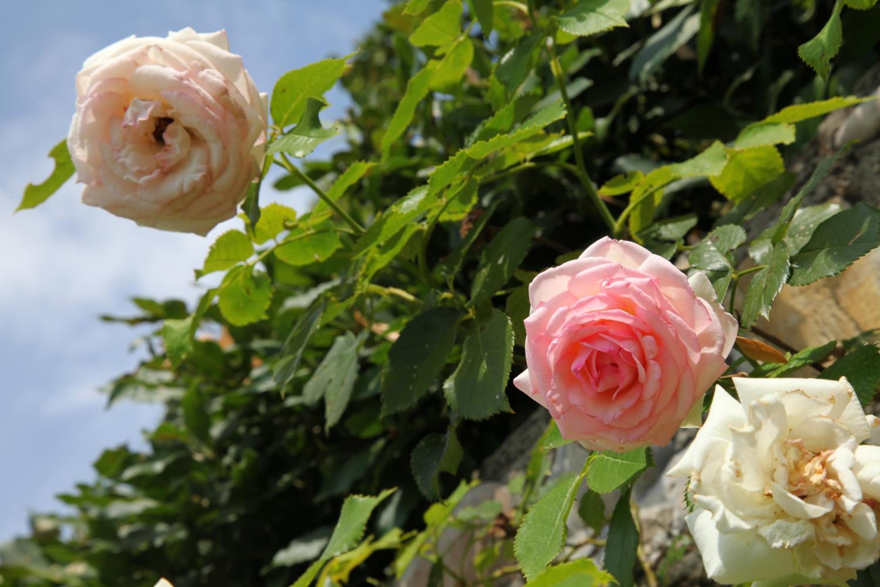 Rovezzano B&B