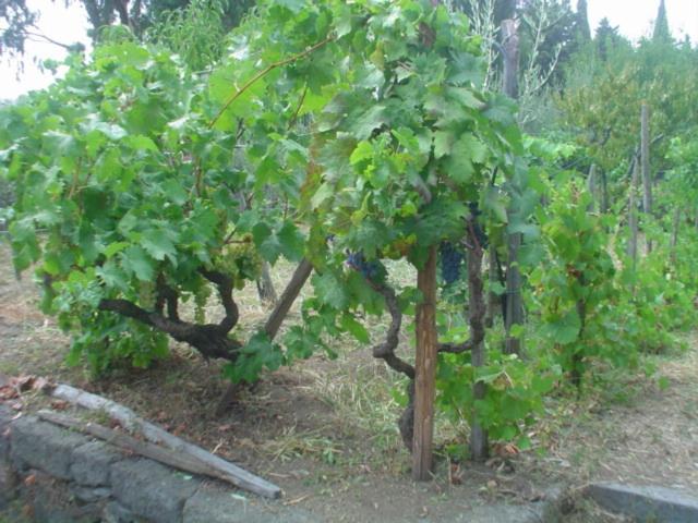 Il Vigneto