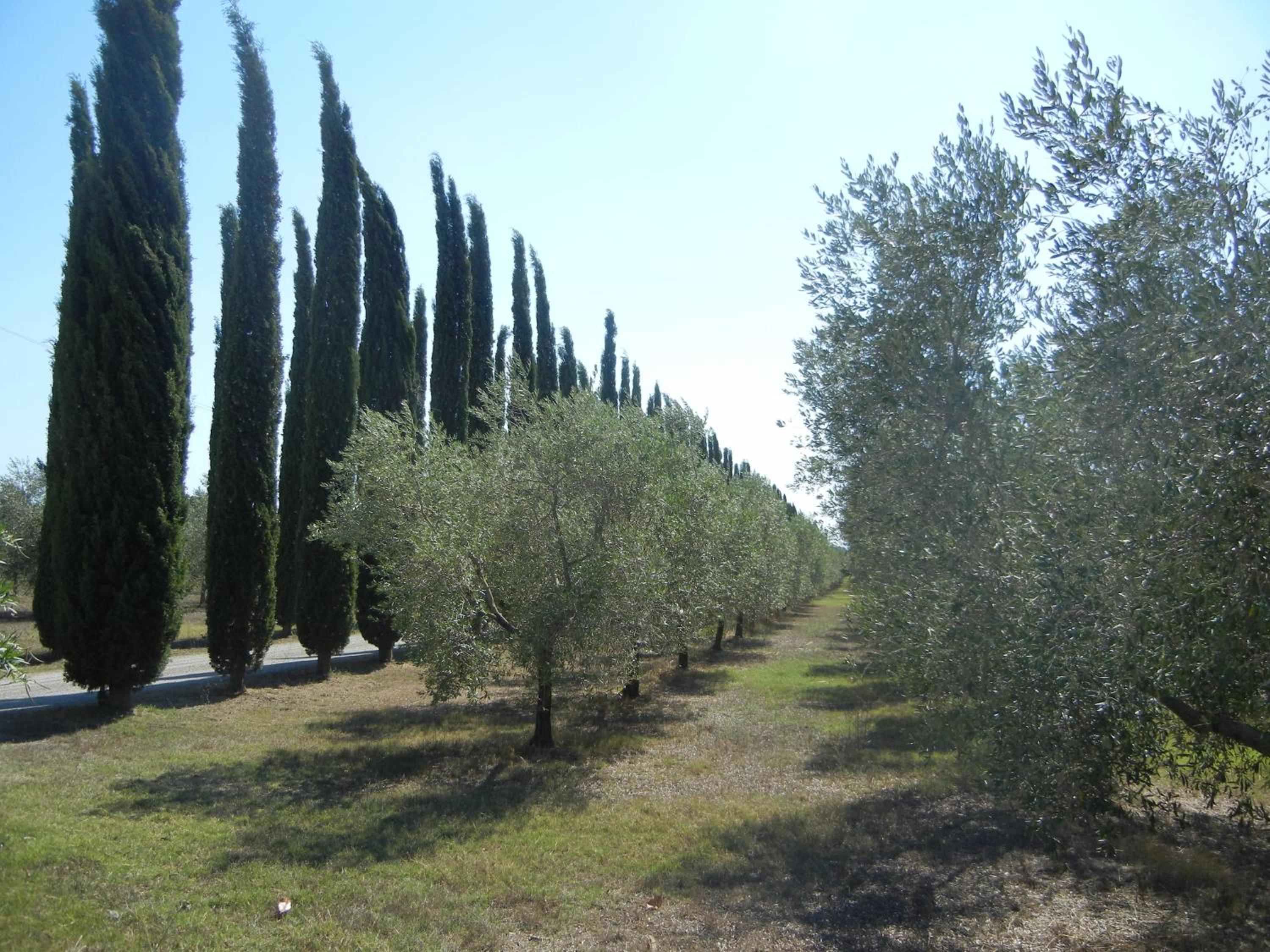 Azienda Agrituristica Le Betulle