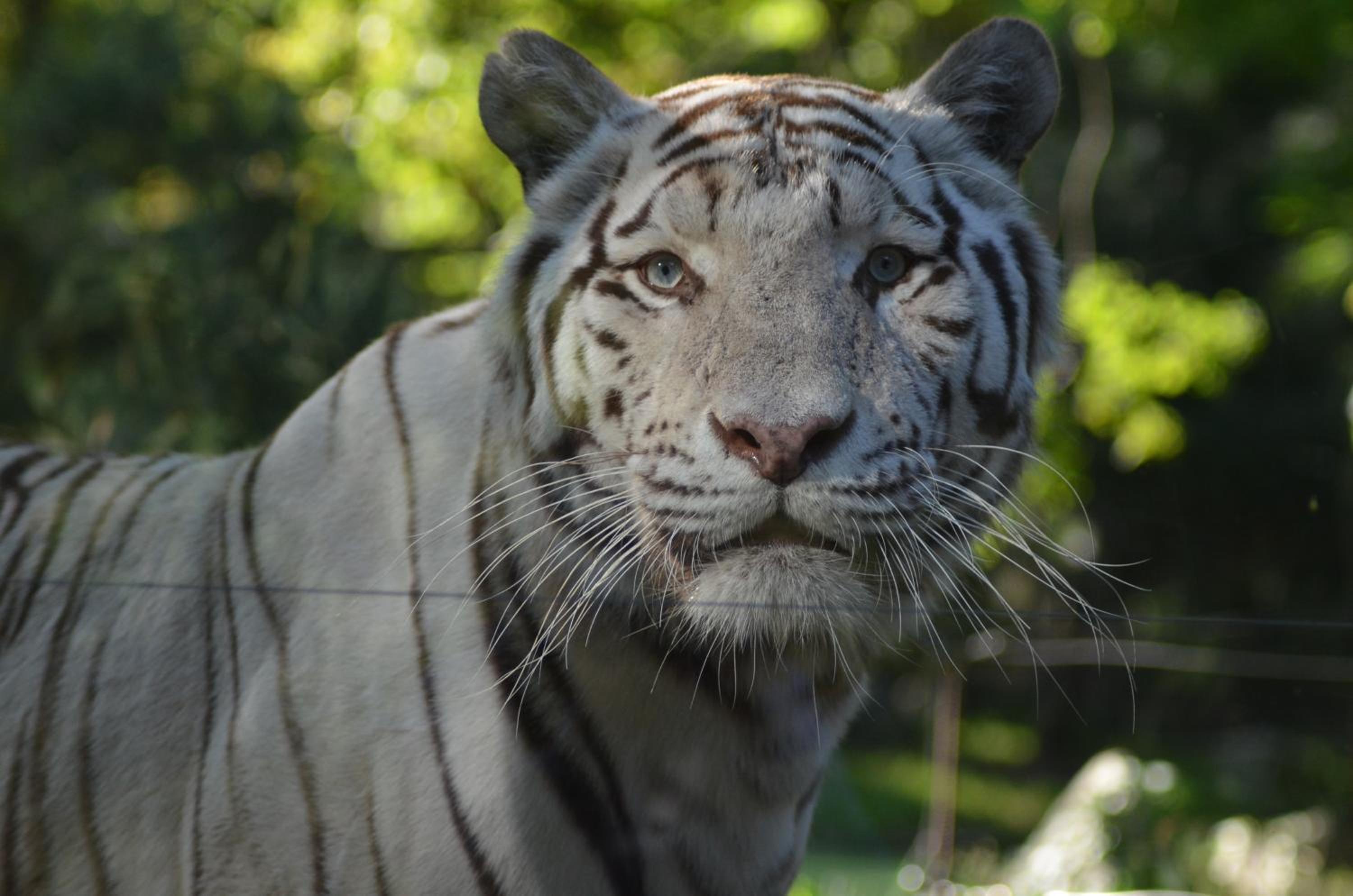 Night experience - Lodge By Zoo Bordeaux Pessac