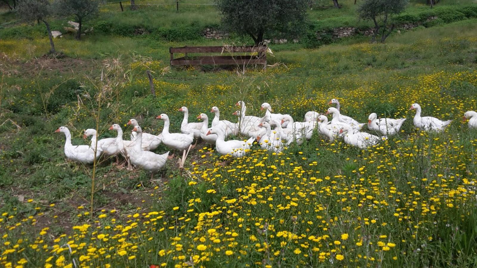 Agriturismo Villa Val D'Olivi