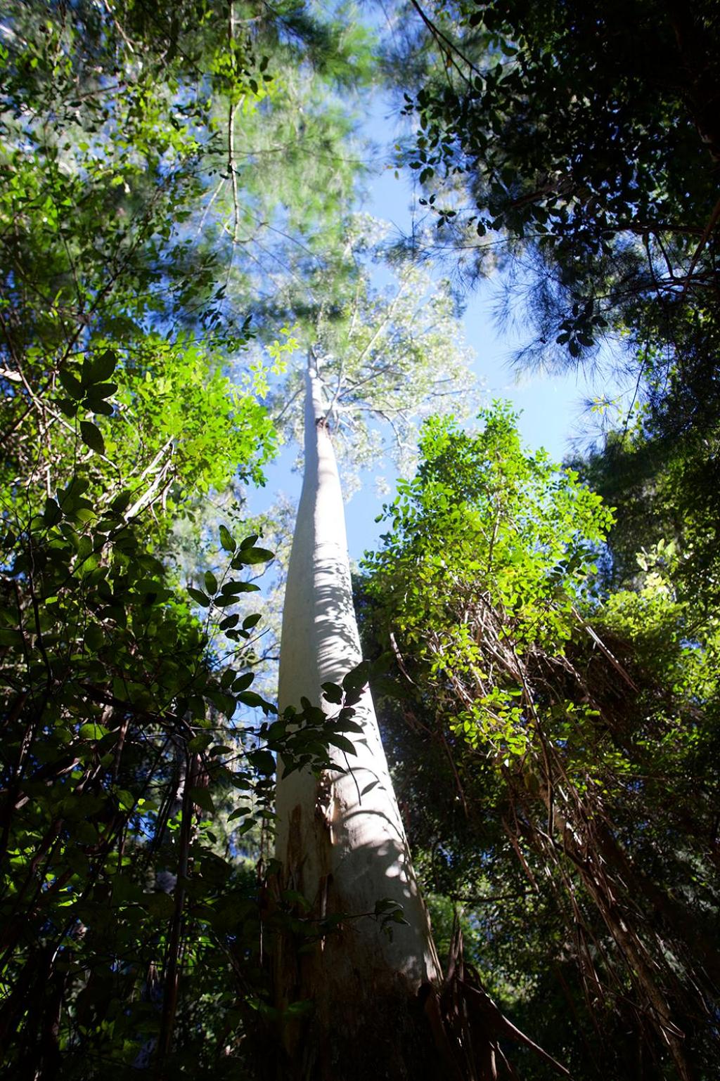 Clarendon Forest Retreat