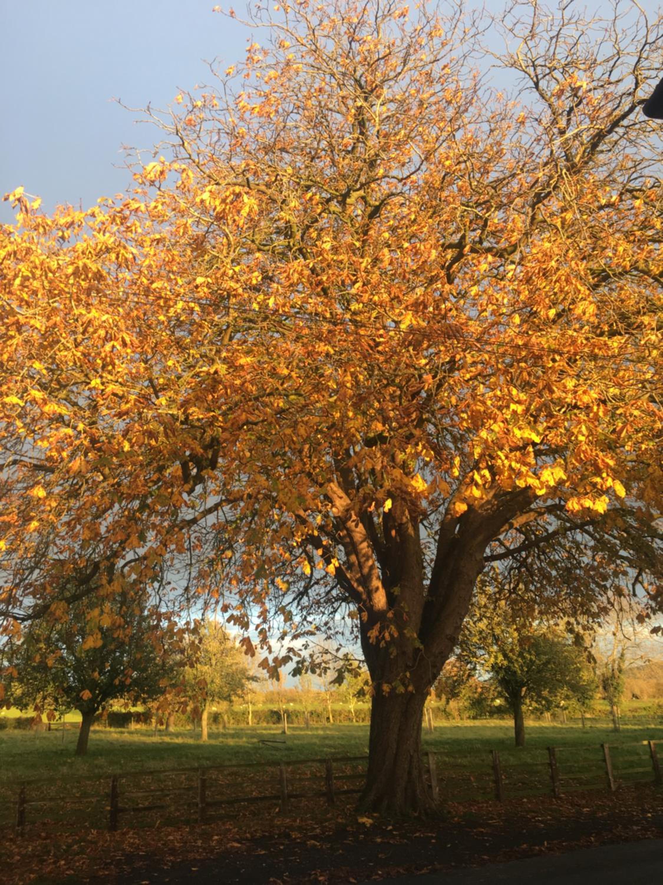 Four Seasons Cottage - in the Cotswolds