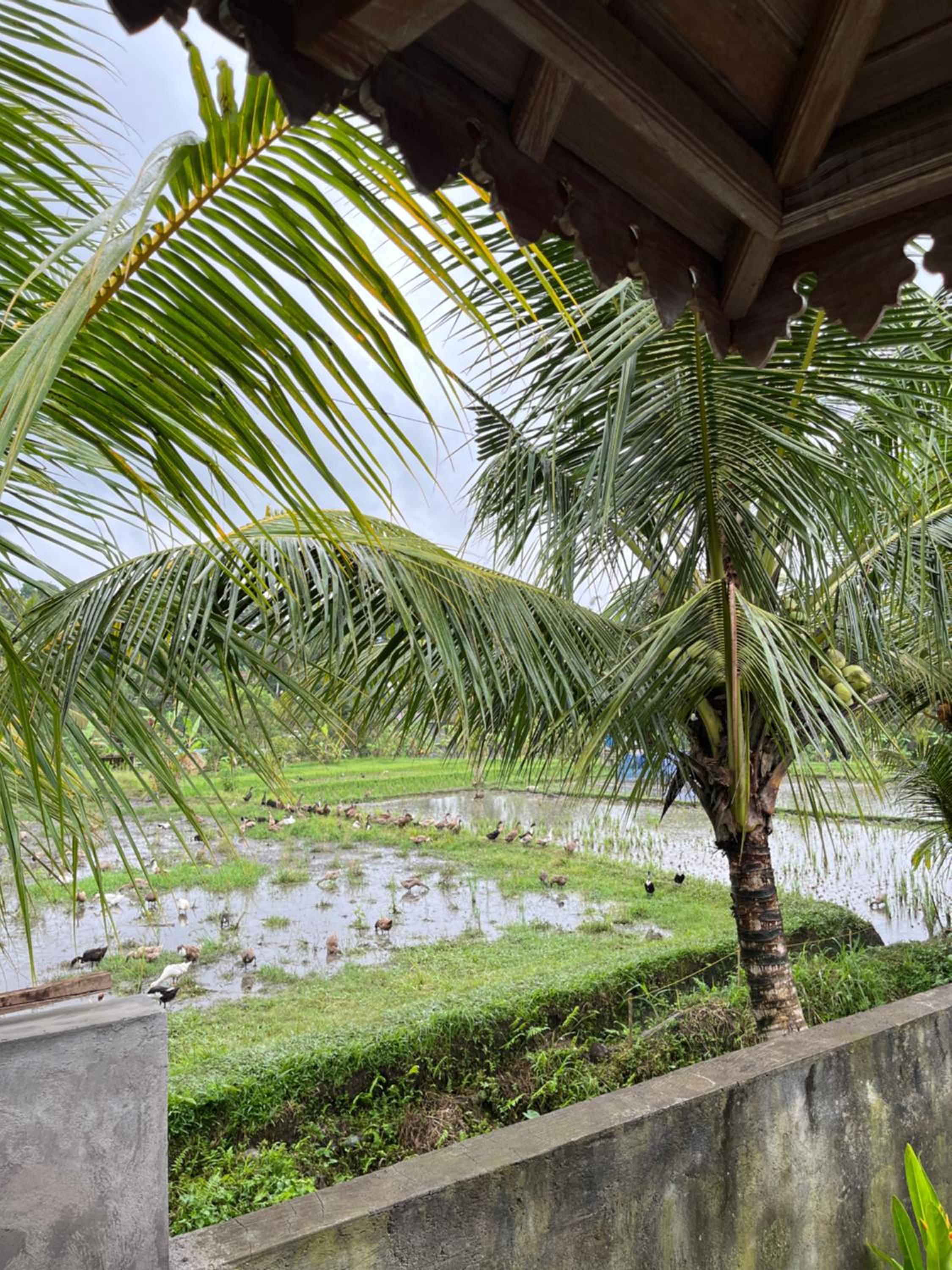 Gunung Gelagah Ubud Villas Ricefield View by EPS