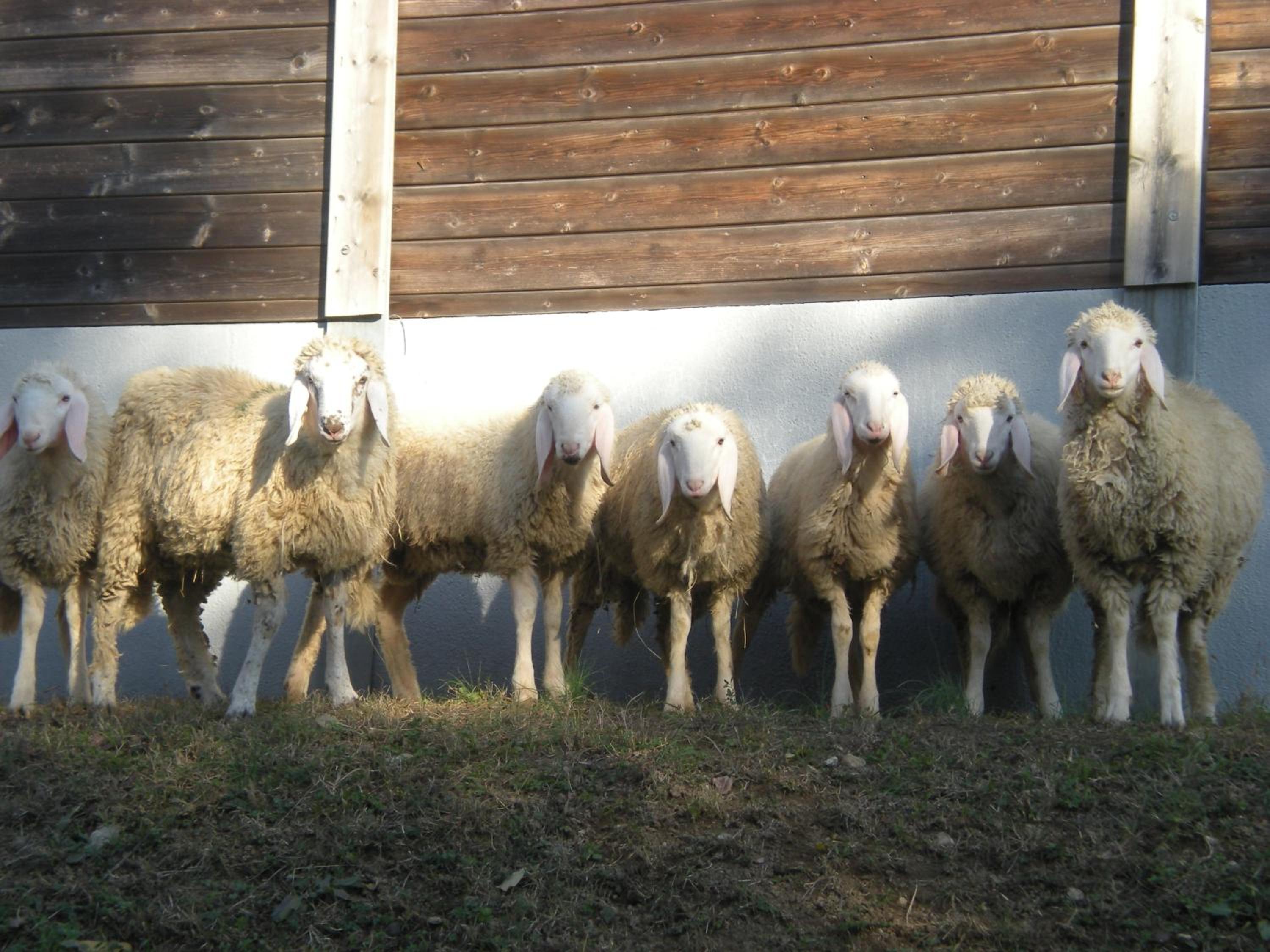 Agriturismo Ae Noseare