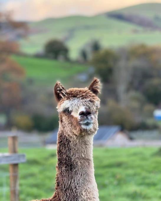 Alpaca cabin-mountain view-hot tub-rural retreat