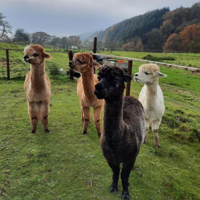 Alpaca cabin-mountain view-hot tub-rural retreat