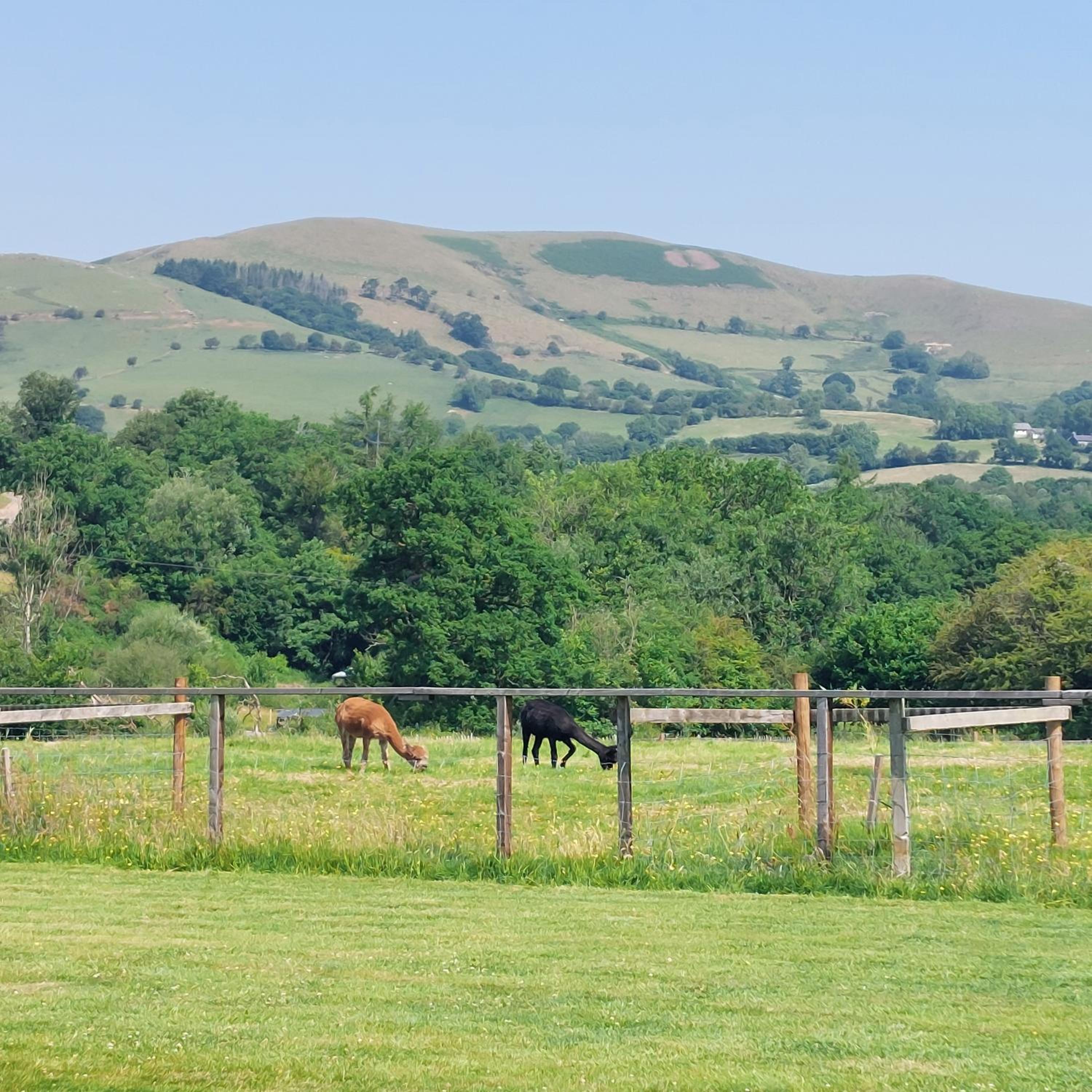 Alpaca cabin-mountain view-hot tub-rural retreat