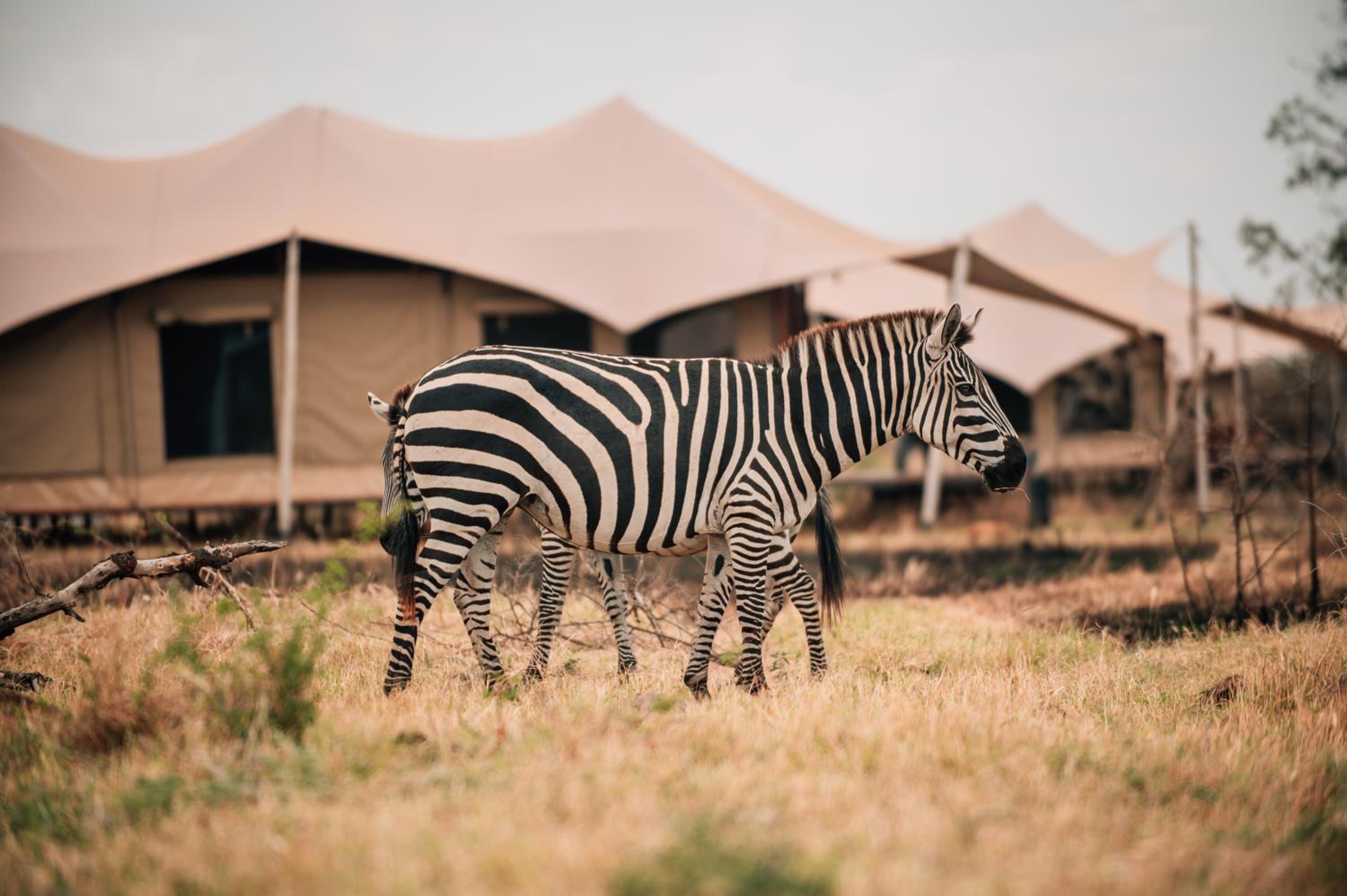 Pumba Luxury Camps Serengeti