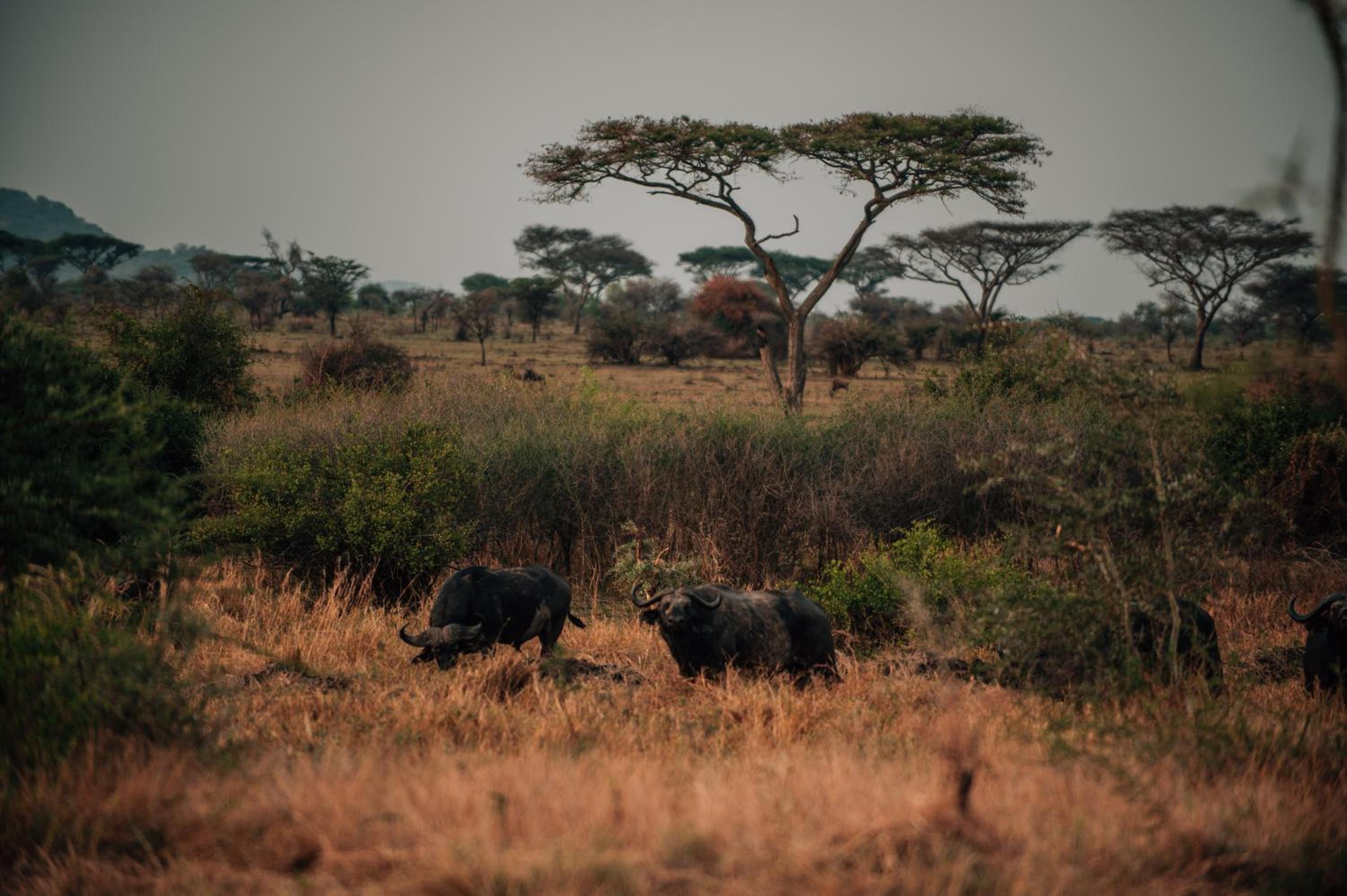 Pumba Luxury Camps Serengeti