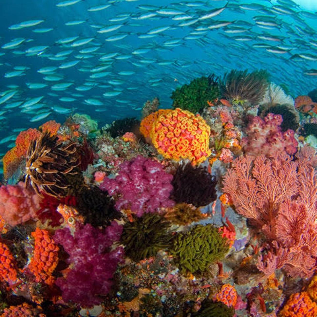 Paradise Raja Ampat