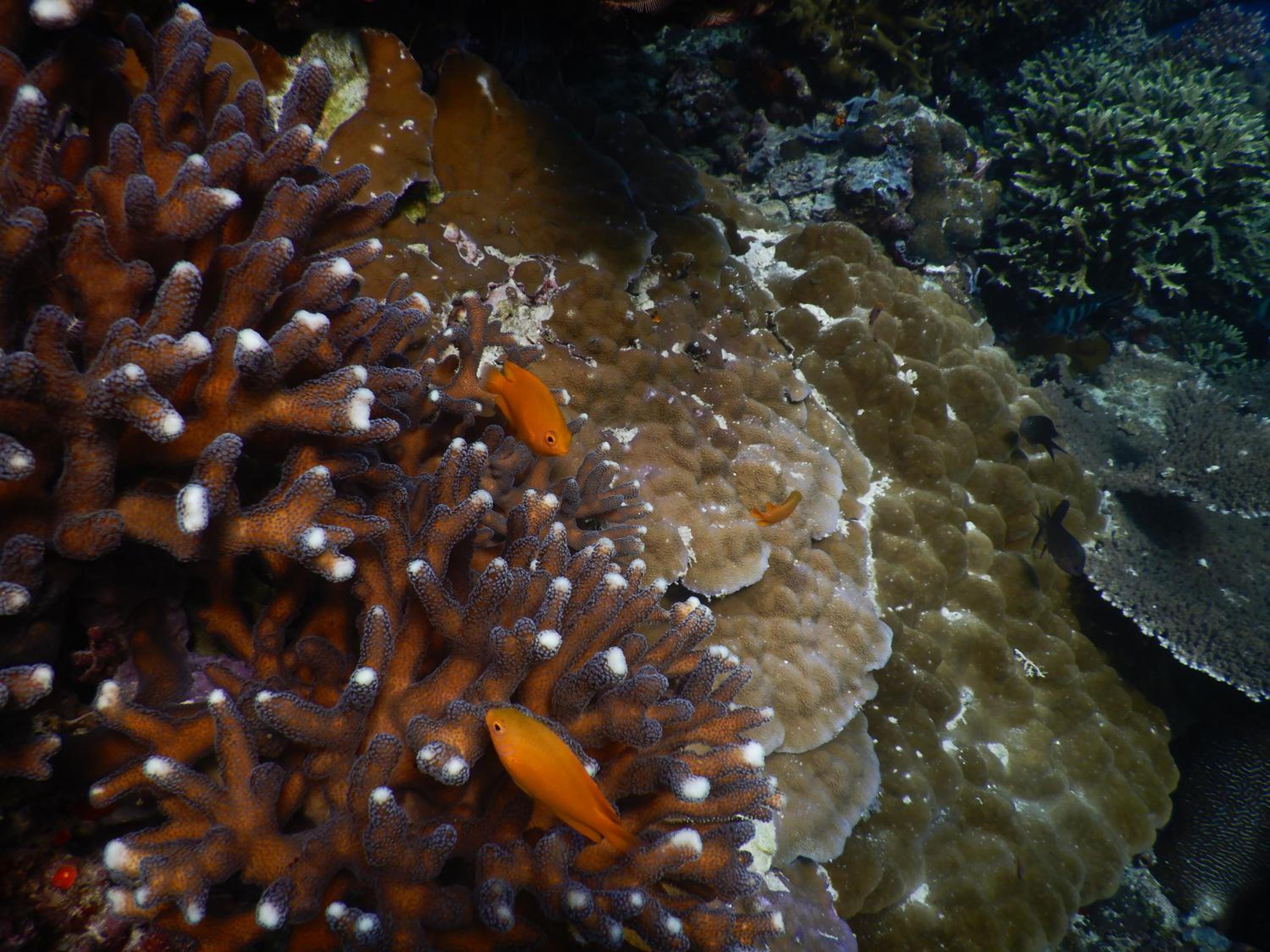 Paradise Raja Ampat