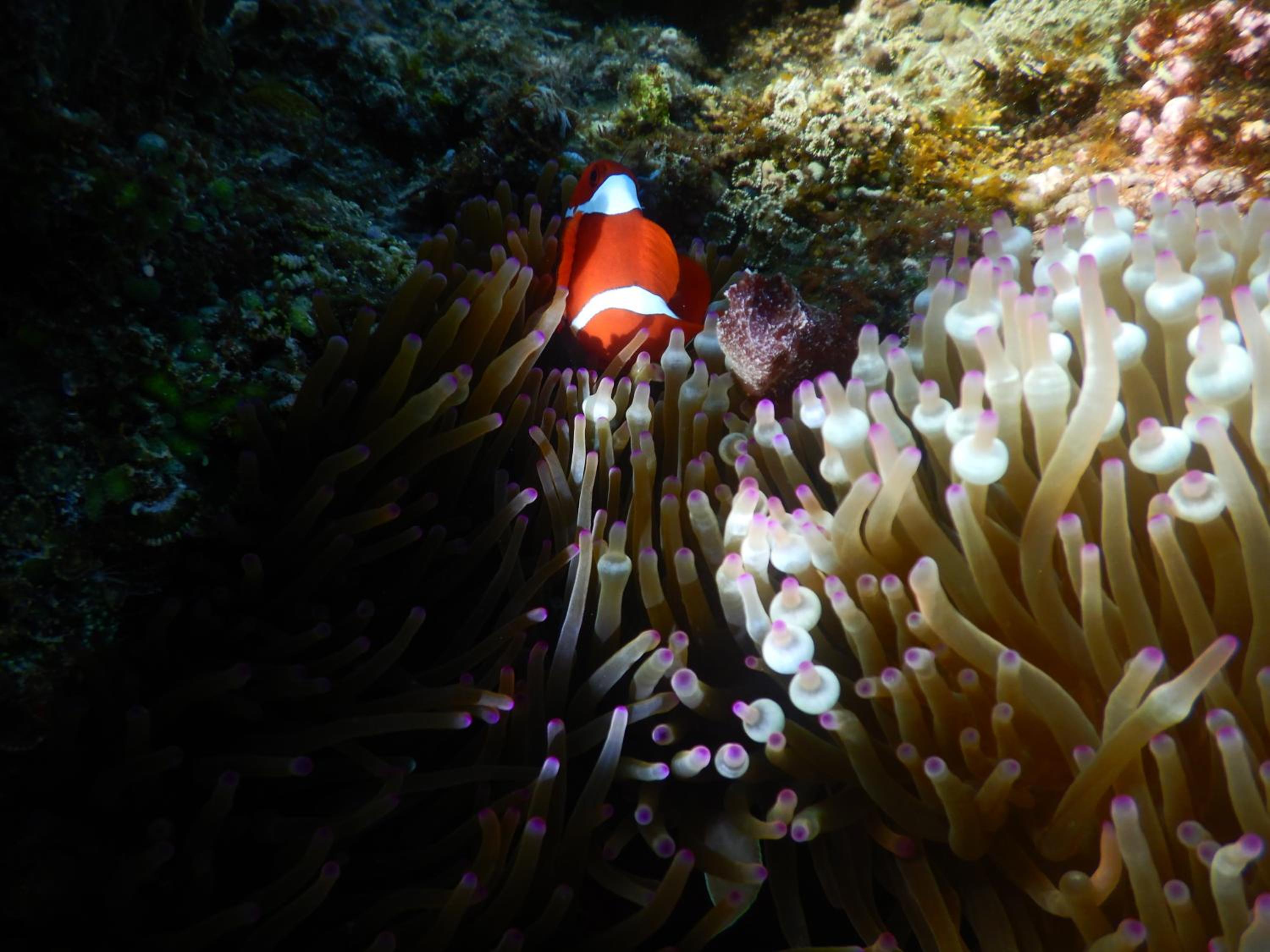 Paradise Raja Ampat