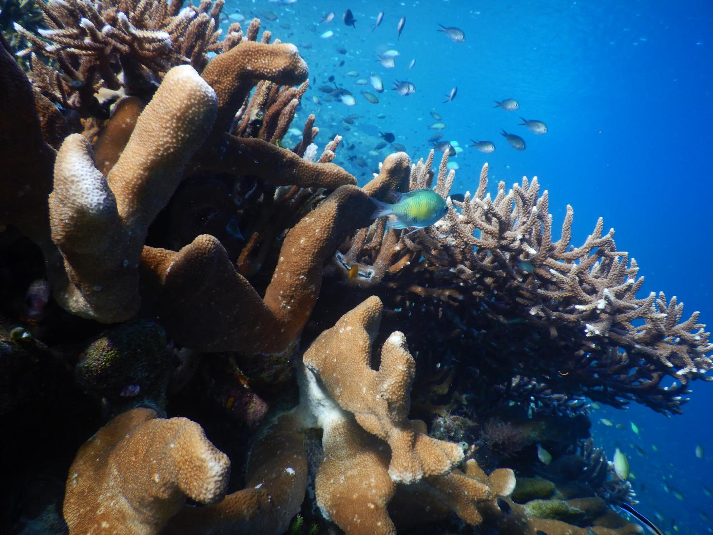 Paradise Raja Ampat