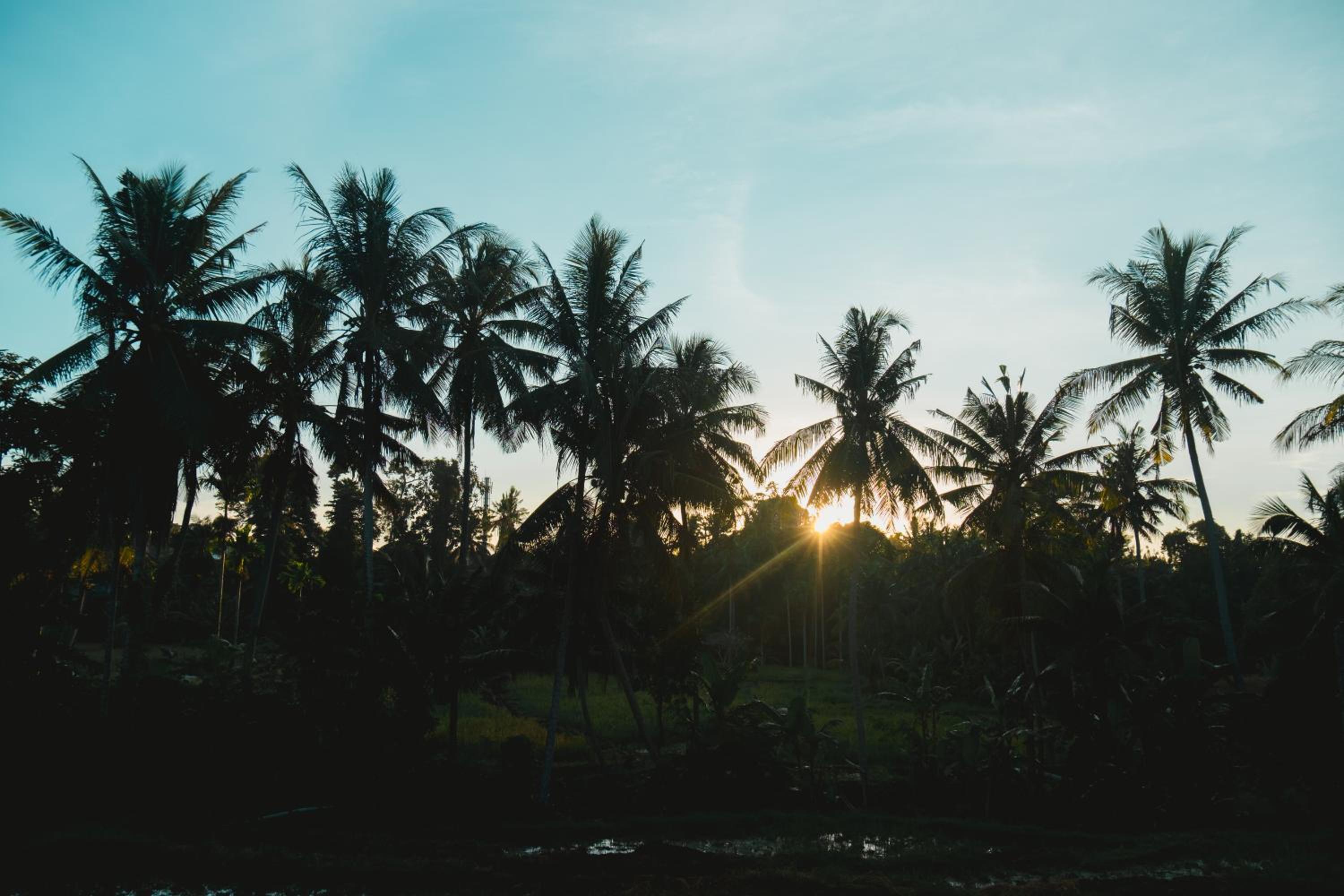 Emana Bambooscape