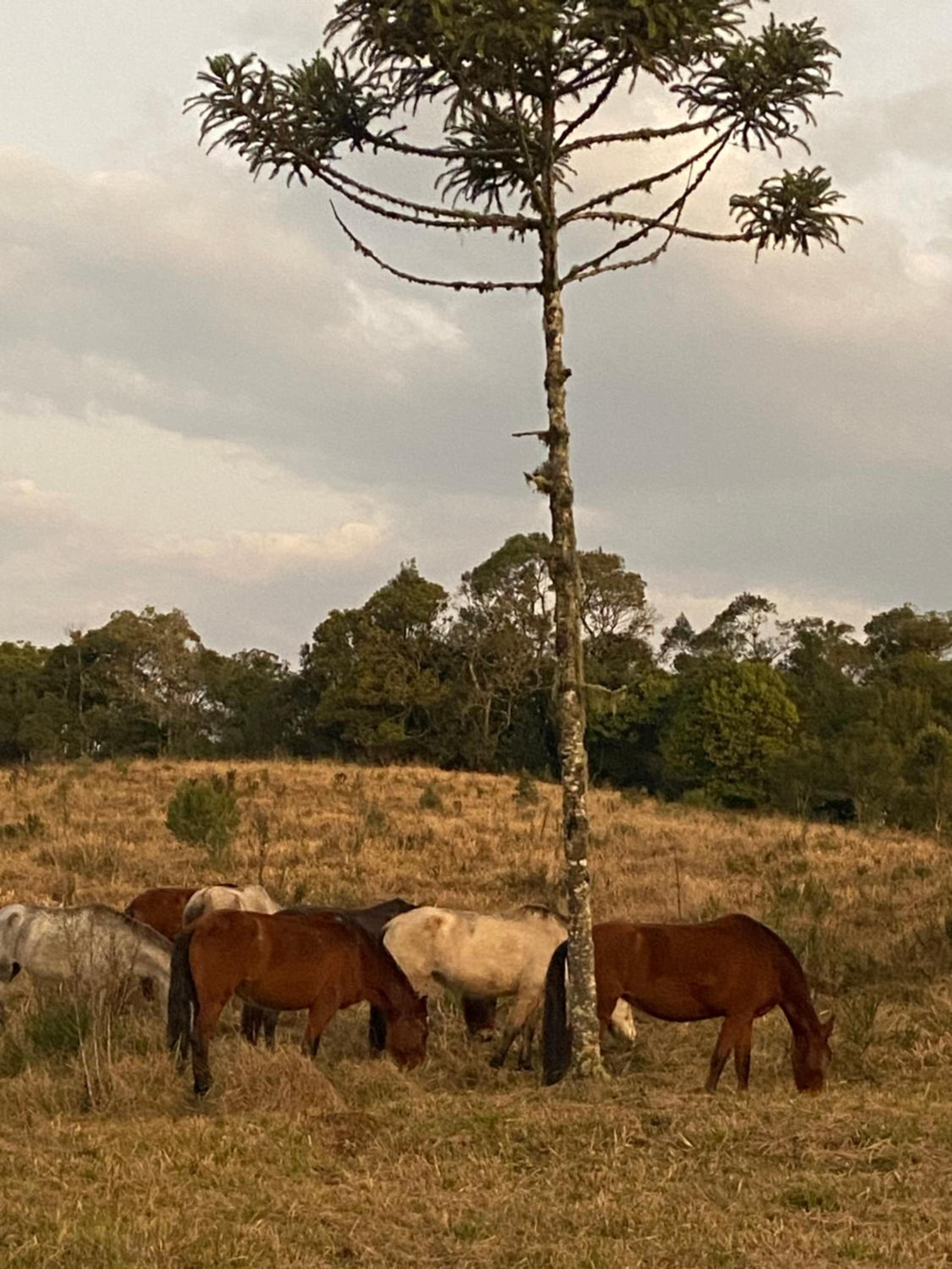 Via Kairós - Rancho Queimado/SC