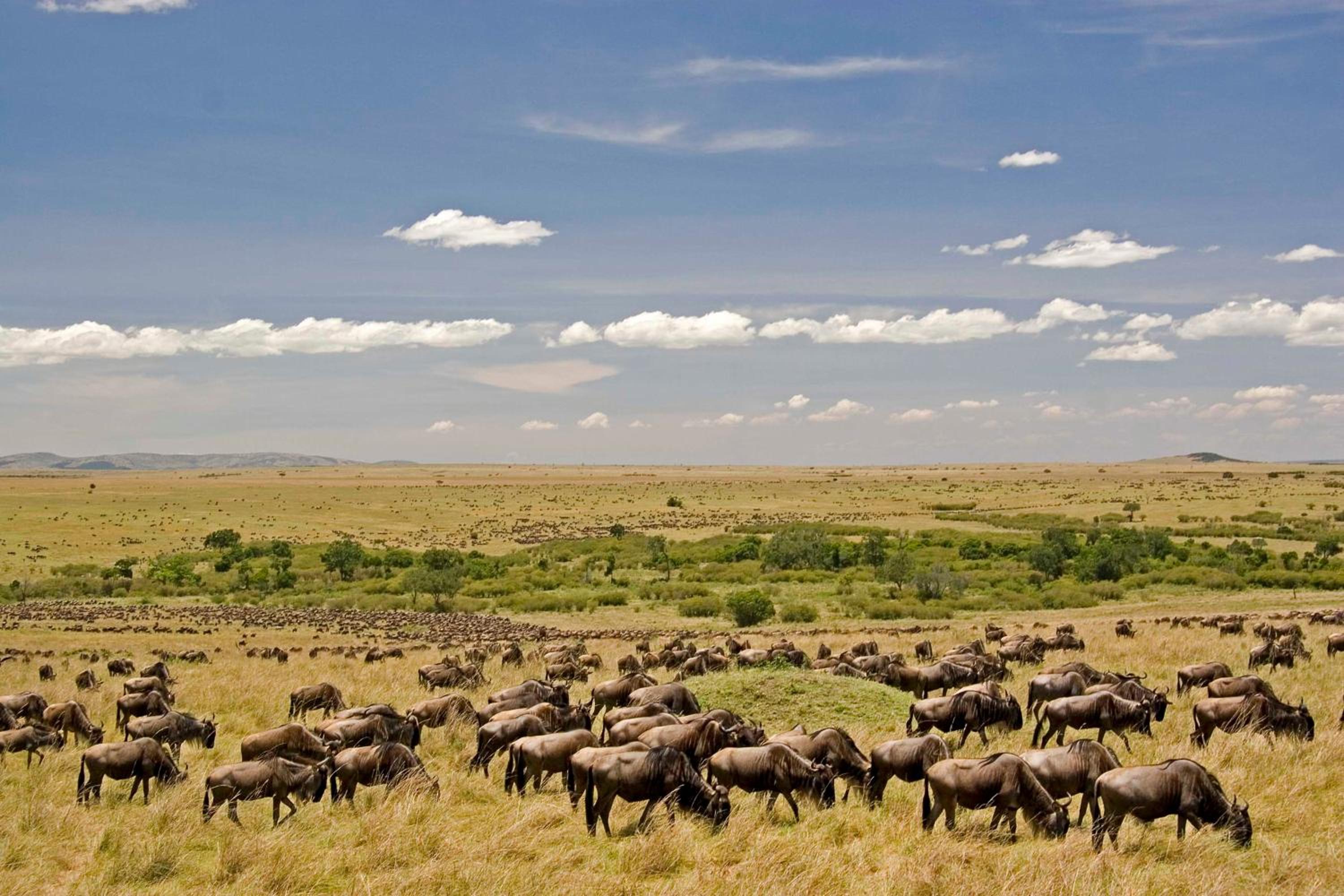 Mara Intrepids Tented Camp view 5