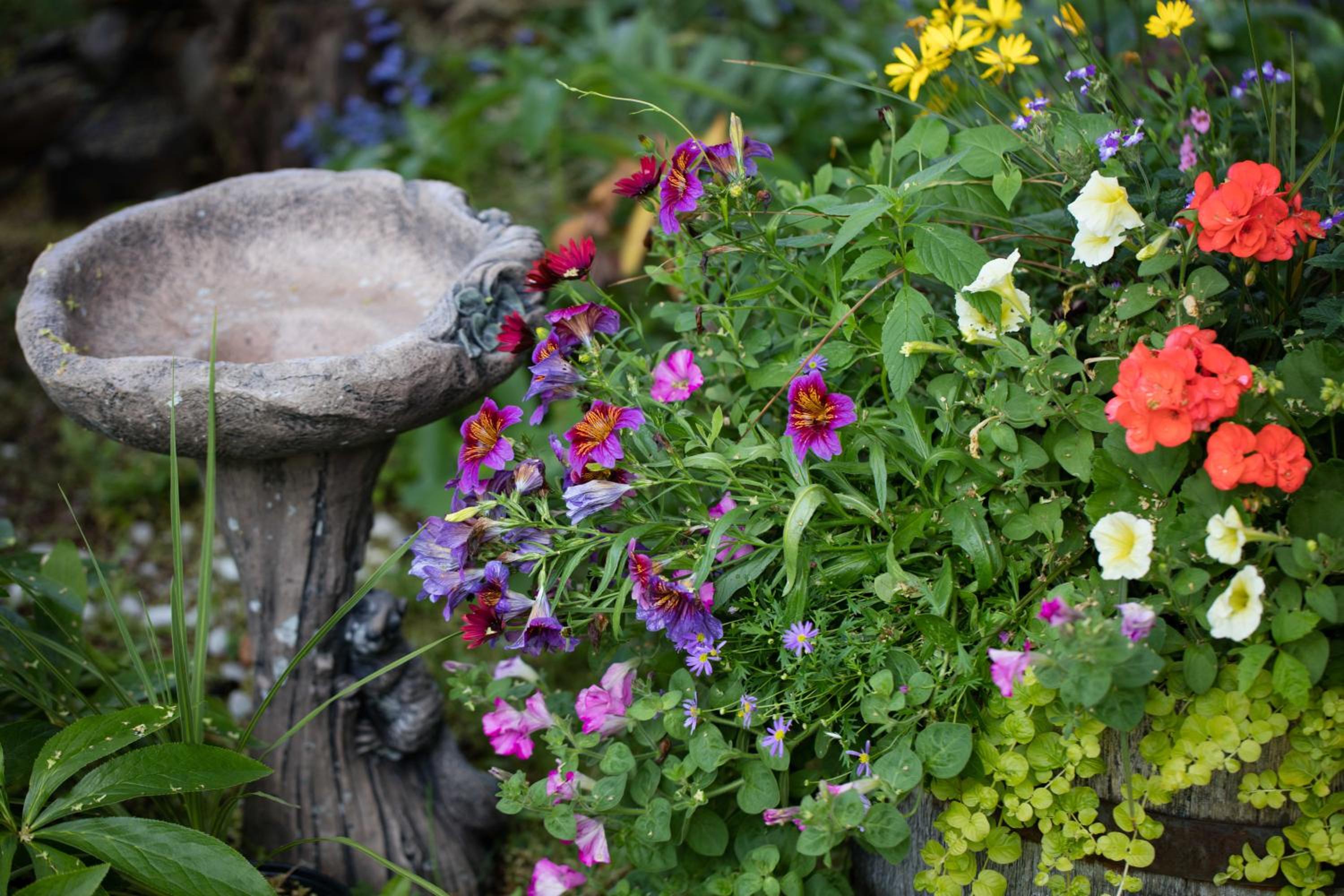 Hummingbird Bed and Breakfast