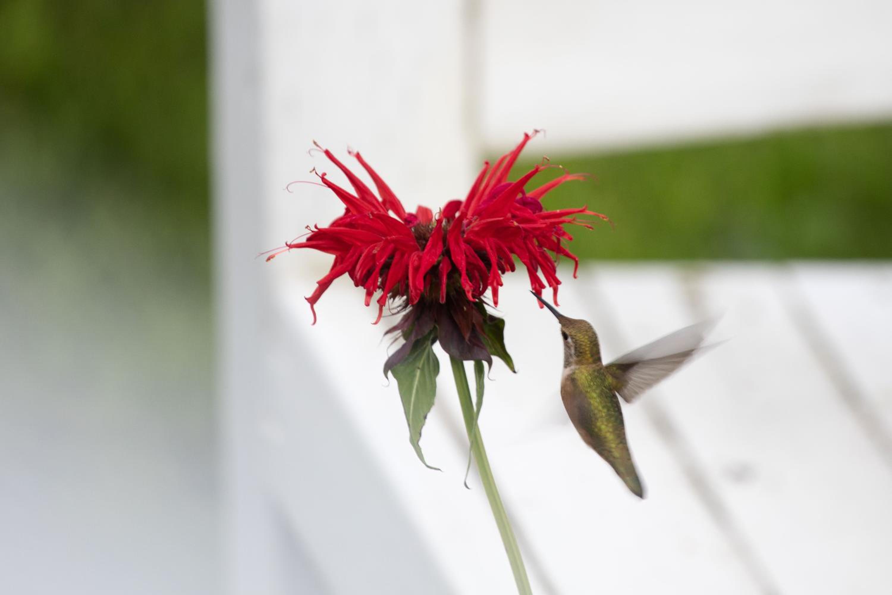 Hummingbird Bed and Breakfast