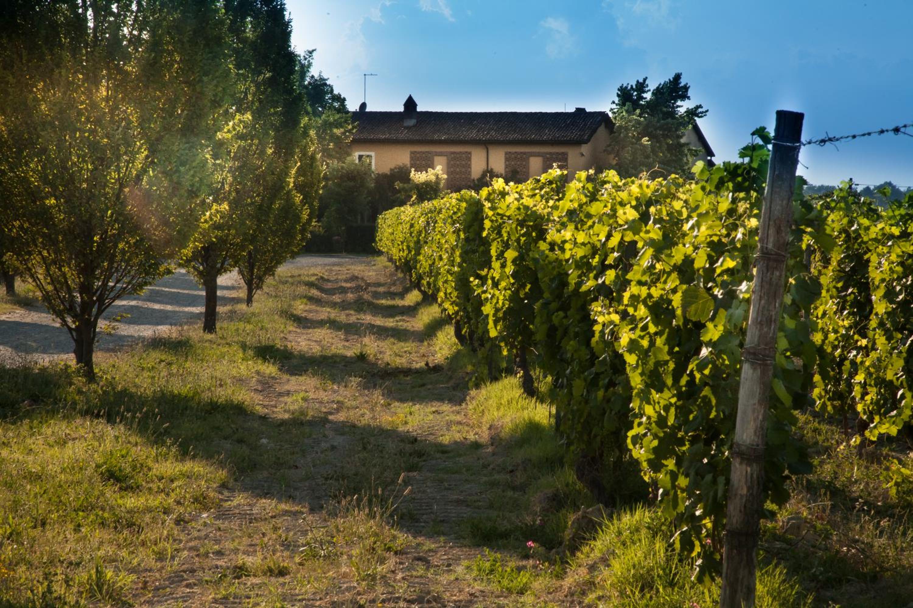 Tenuta La Meirana Gavi